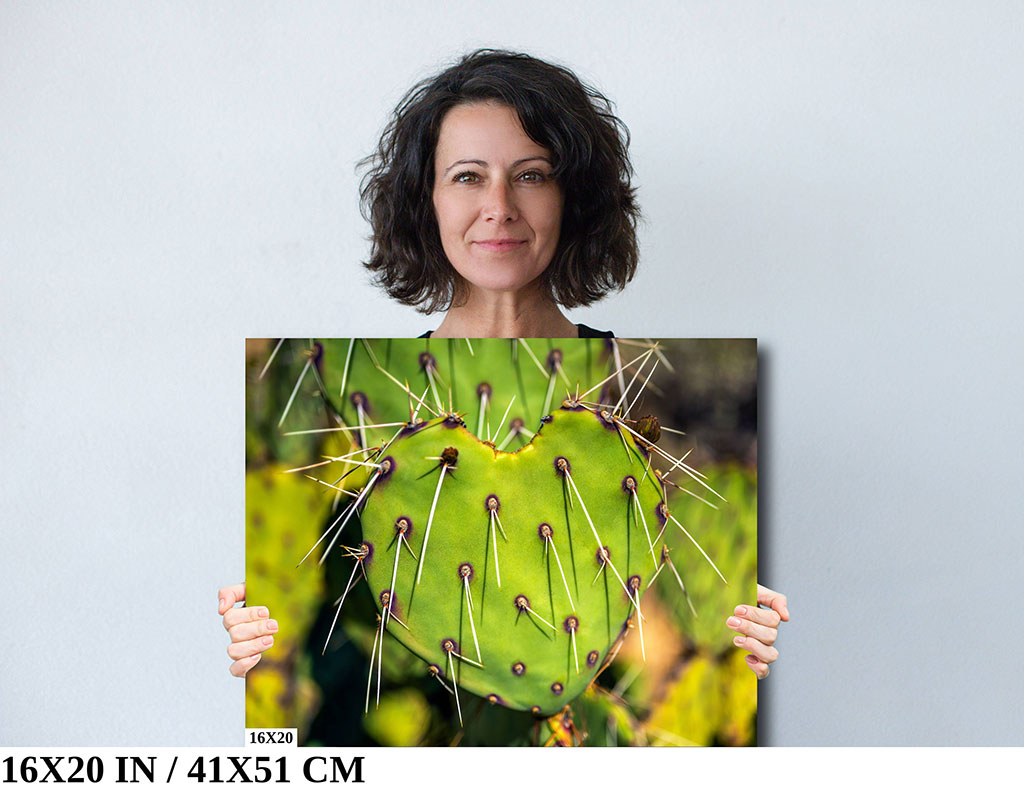 Thorny Romance: Heart-Shaped Prickly Pear Cactus Diagram