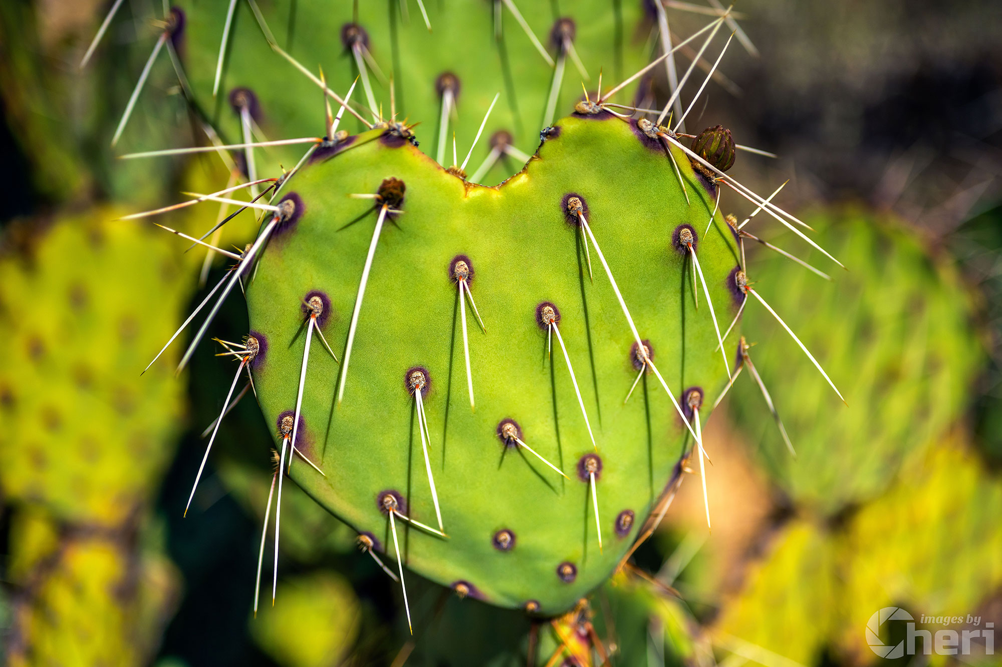 Thorny Romance: Heart-Shaped Prickly Pear Cactus