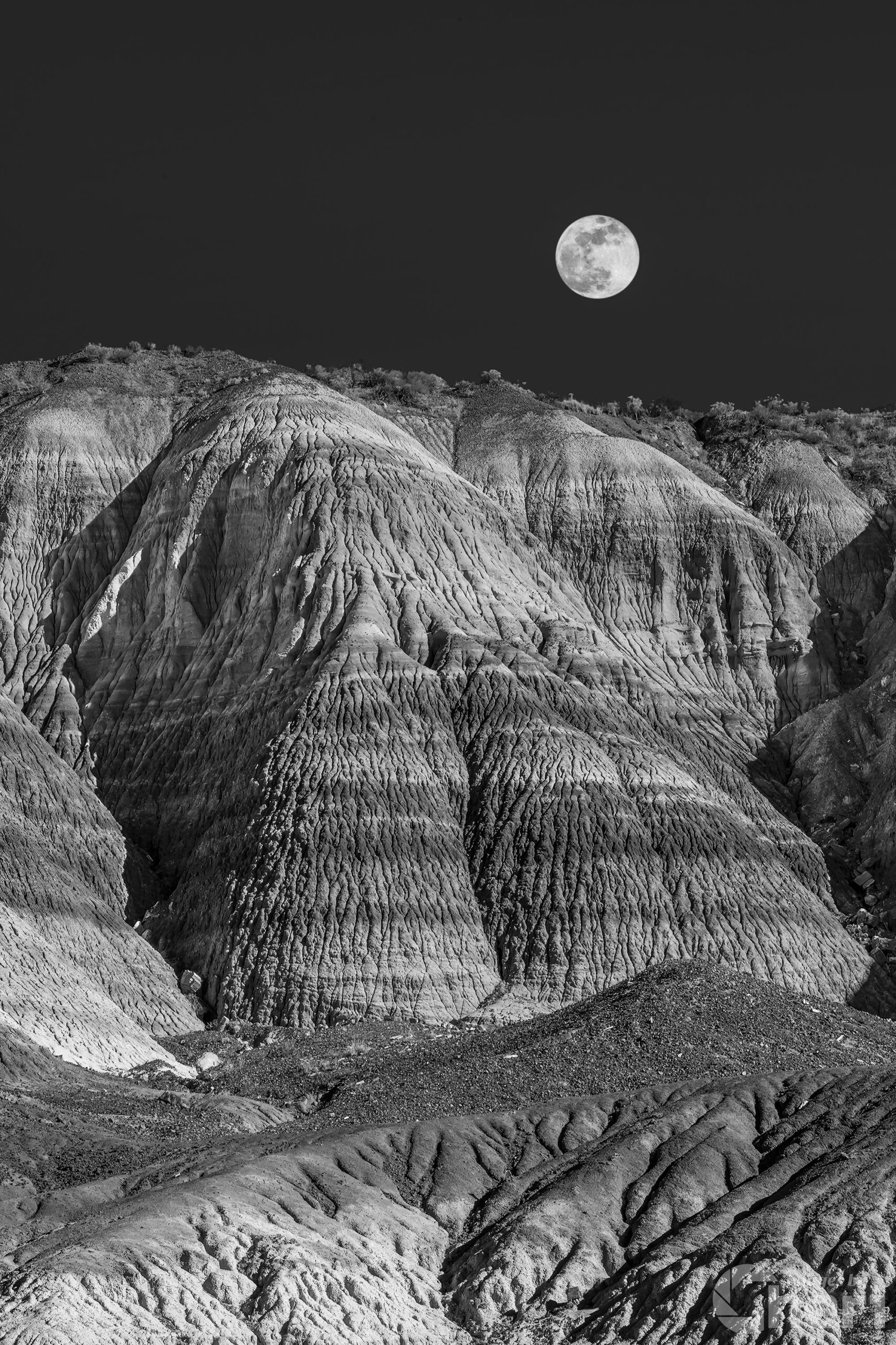 Timeless Natural Beauty: Petrified Forest