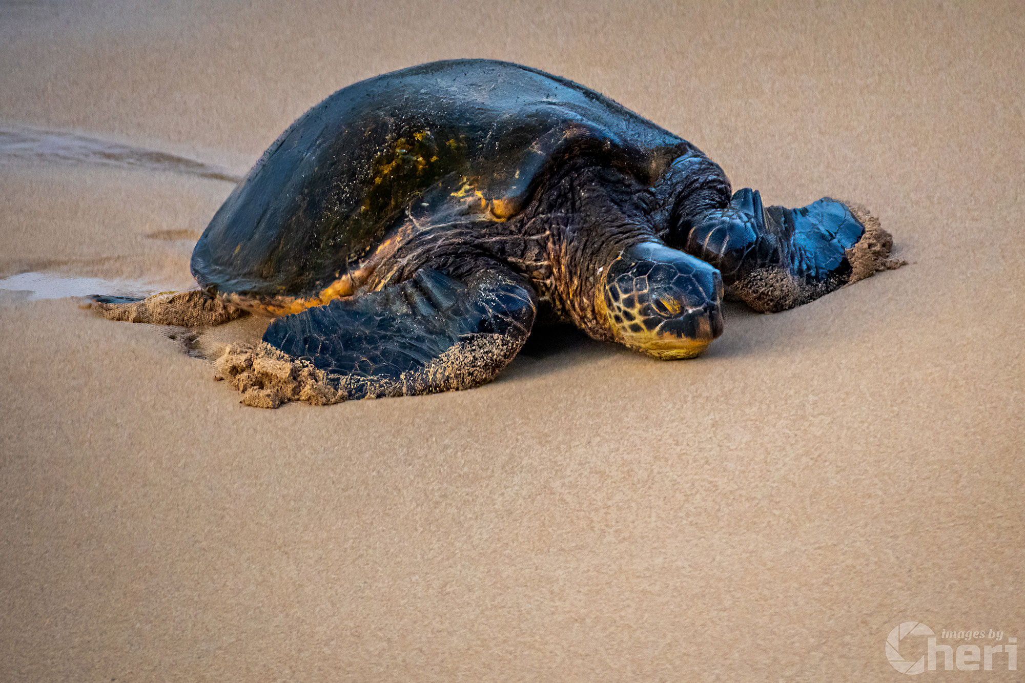Turtle Serenity: Maui Hawaii Sea Turtle