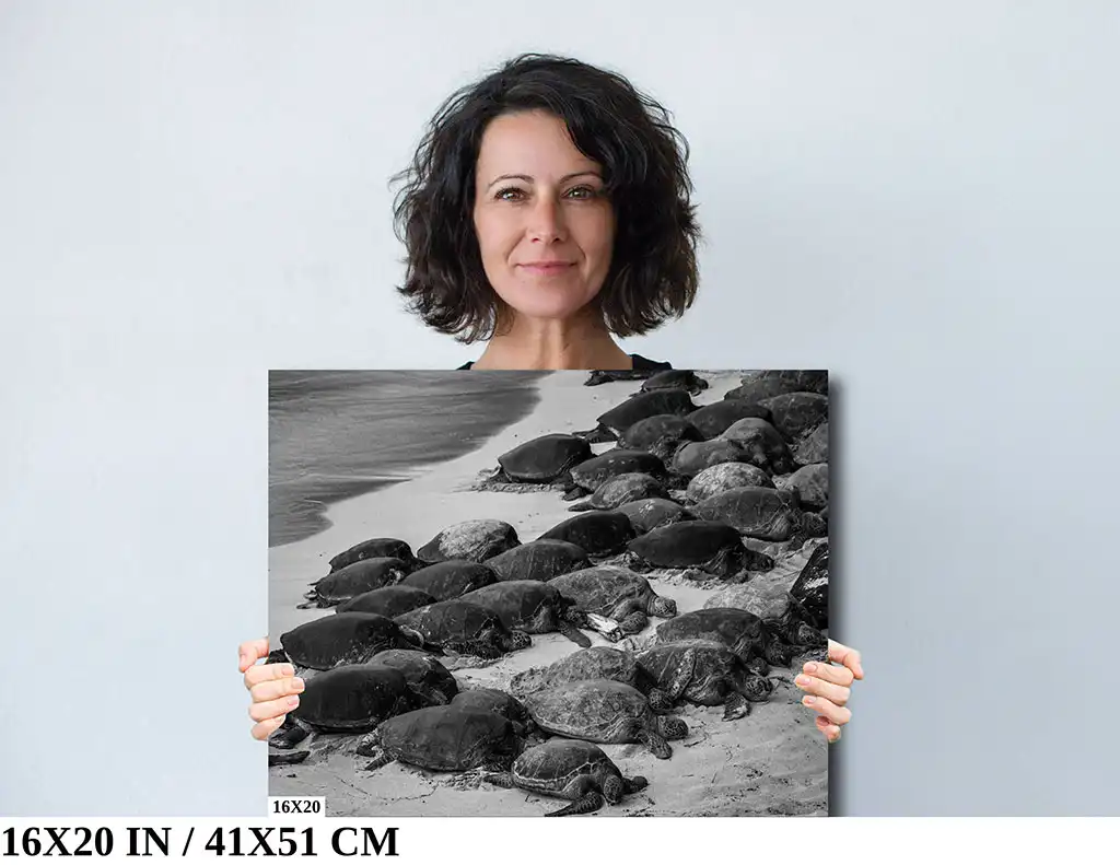 Bale Beneath the Waves: Maui Hawaii Bale of Turtles Diagram