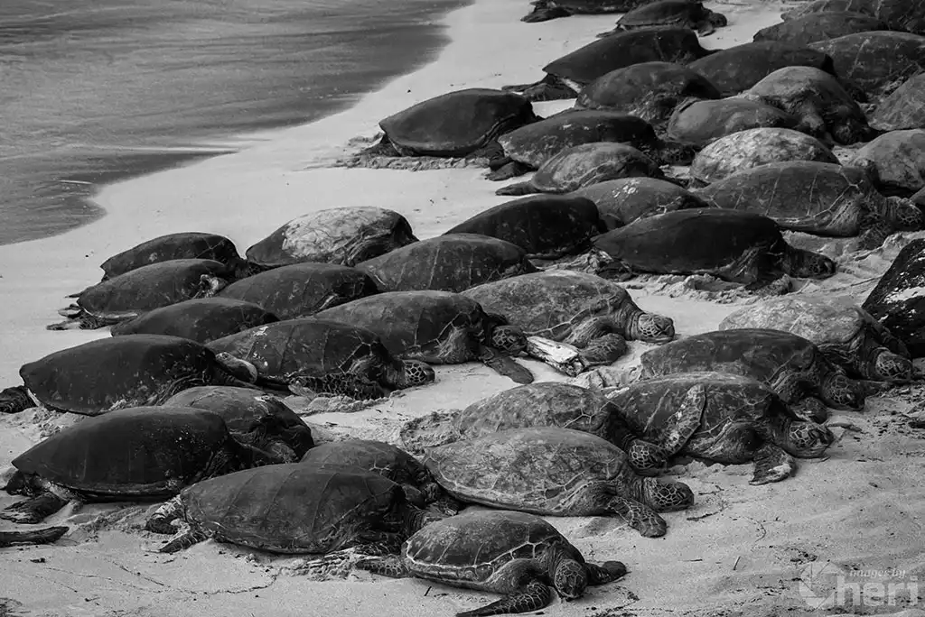 Bale Beneath the Waves: Maui Hawaii Bale of Turtles