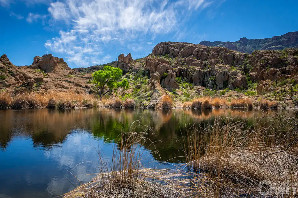 Botanical Lake Beauty: Ayer Lake