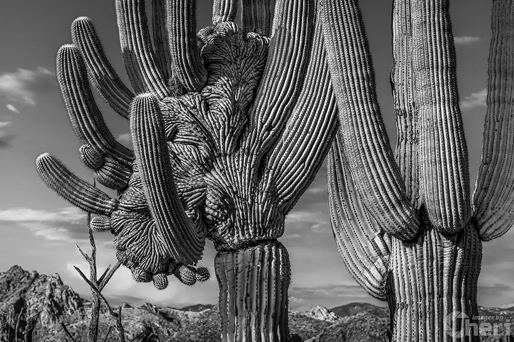 Desert Elegance: Crested Saguaro