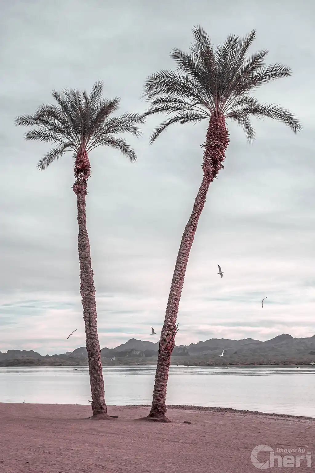 Desert Paradise: Palm Trees in Lake Havasu