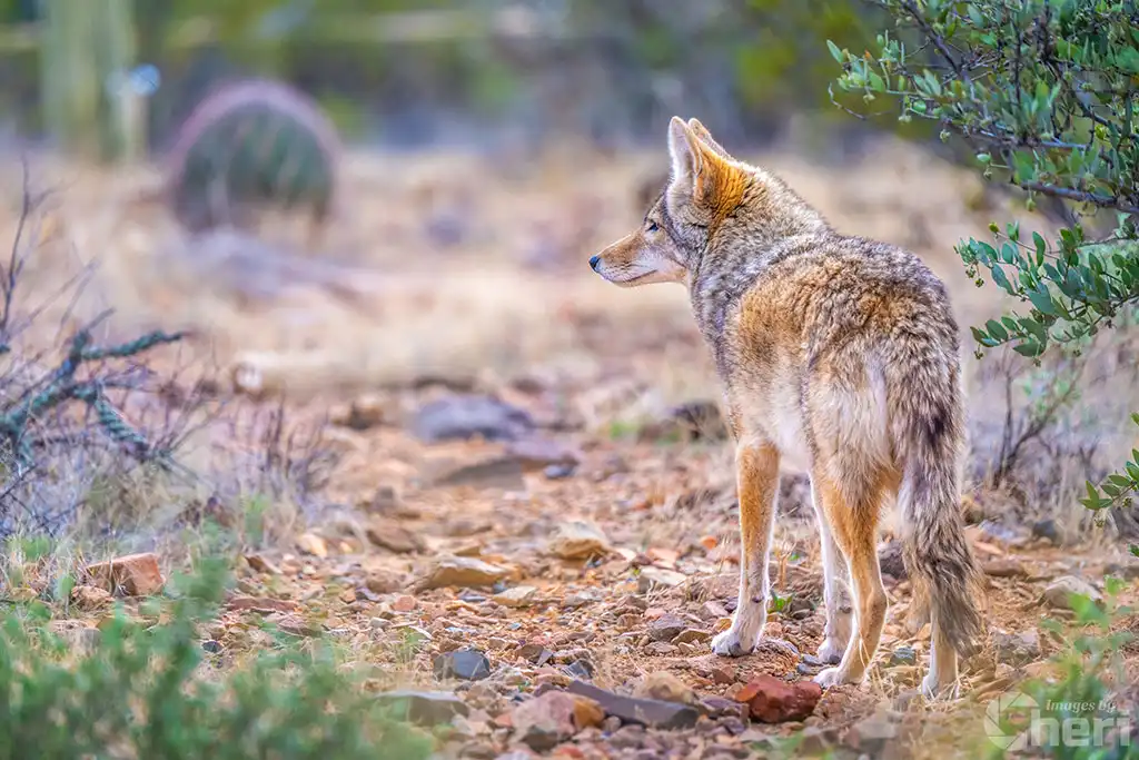 Elusive Desert Nomad: Coyote at the Sonoran Desert