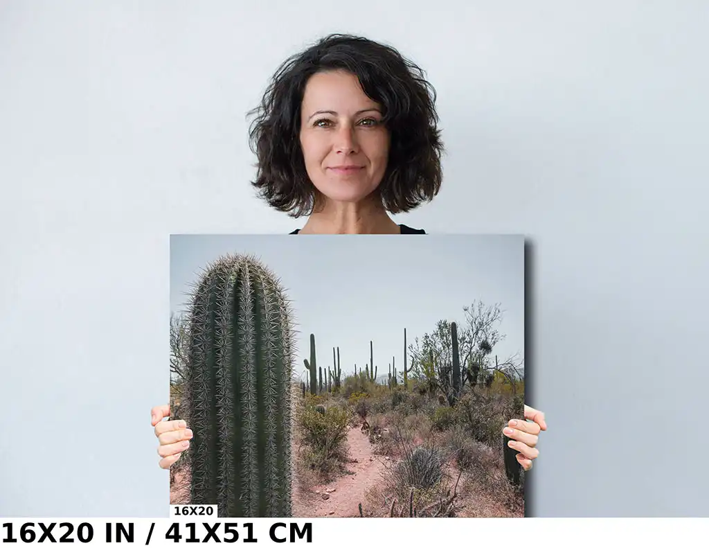Nature’s Sentinel: Saguaro Cactus Diagram