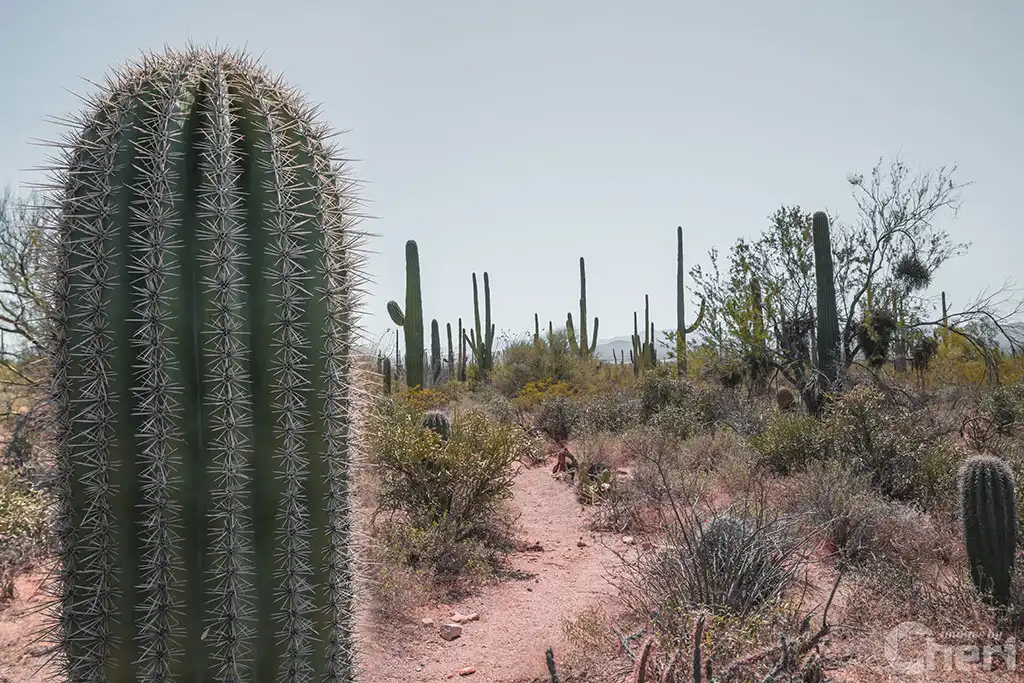 Nature’s Sentinel: Saguaro Cactus