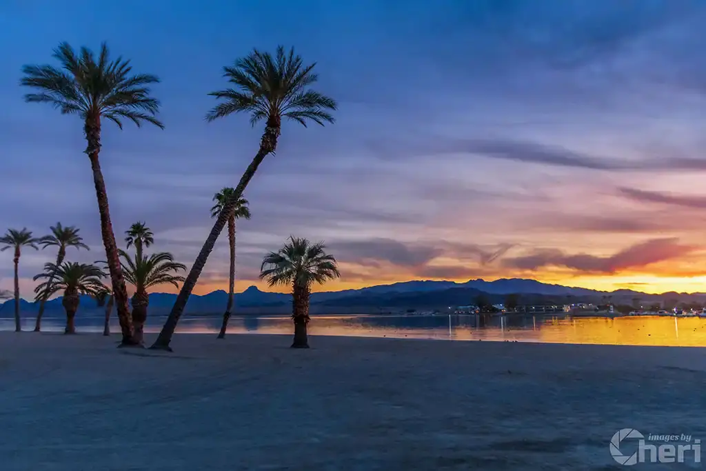 Serene Palm Scenery: Palm Trees at the Lake Havasu Rotary Park Serene Palm Scenery: Palm Trees at the Lake Havasu Rotary Park
