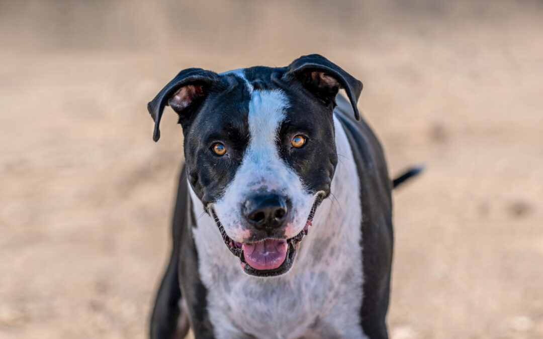 Honoring Your Fur Babies Journey: A Guide to Pet End-of-Life Photography Sessions