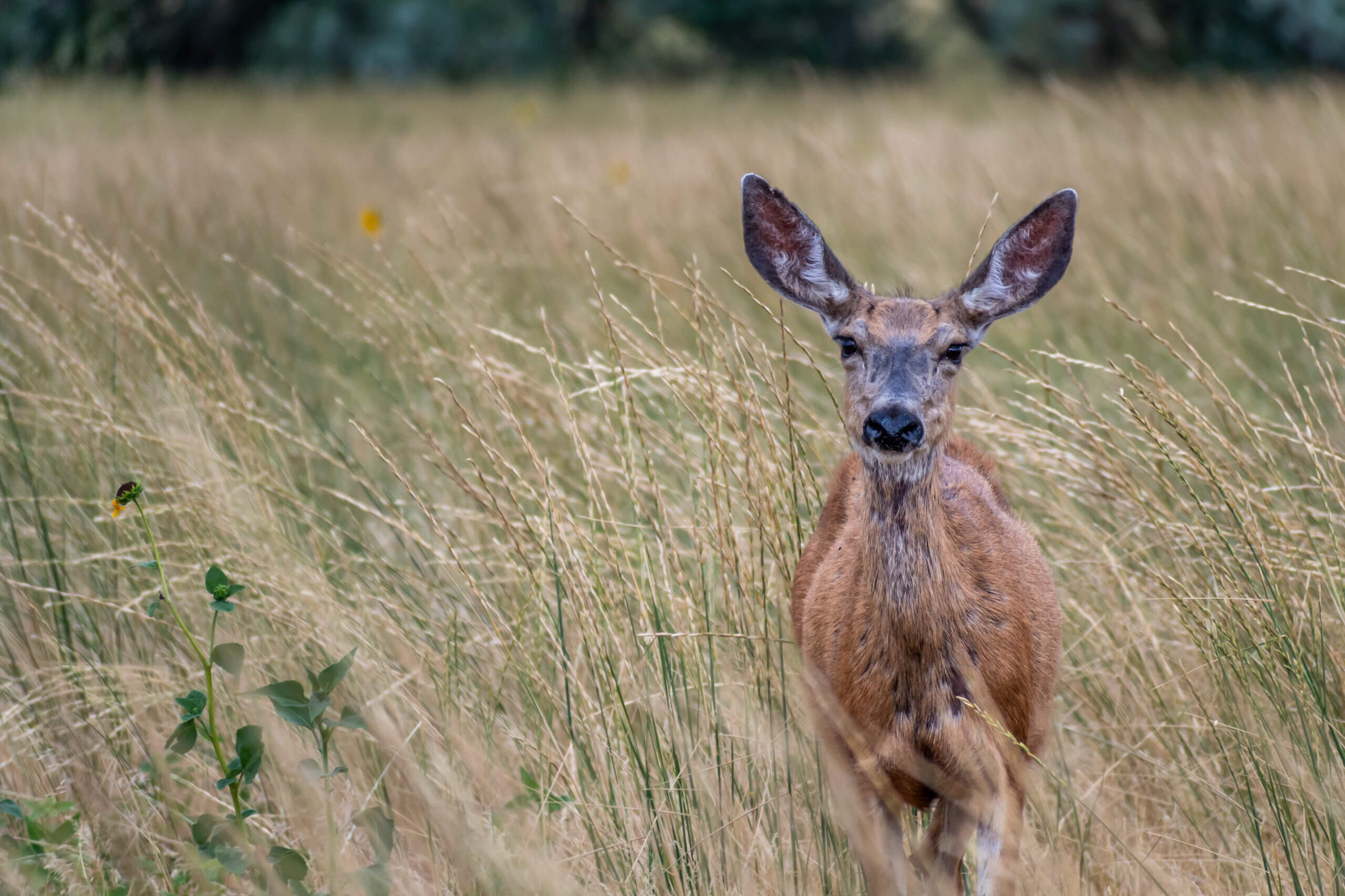 Quiet Meadow Wanderer: Roe Deer at Antelope Island State Park
