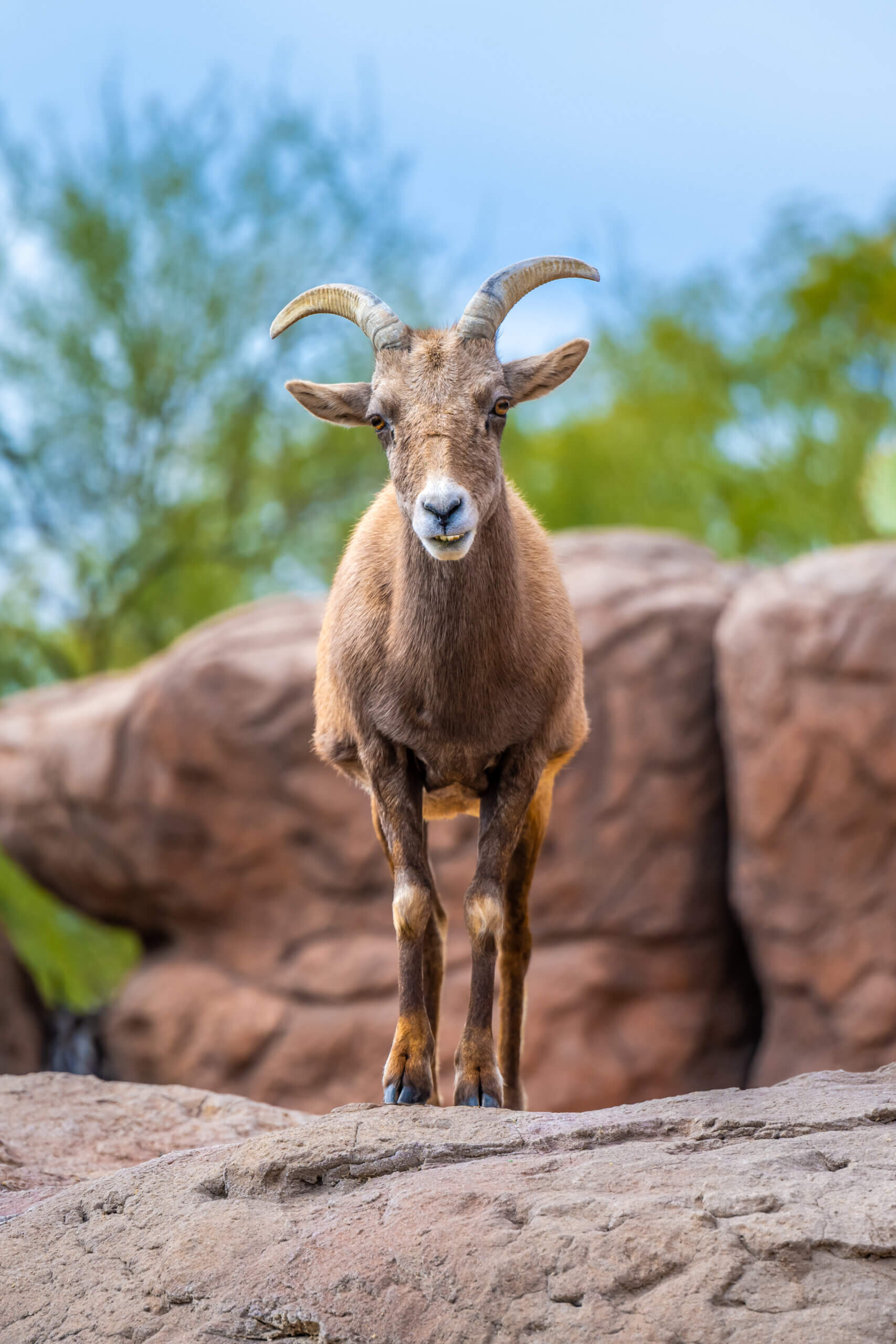 Resilient Horned Wanderer: Bighorn Sheep at the Sonoran Desert Resilient Horned Wanderer: Bighorn Sheep at the Sonoran Desert