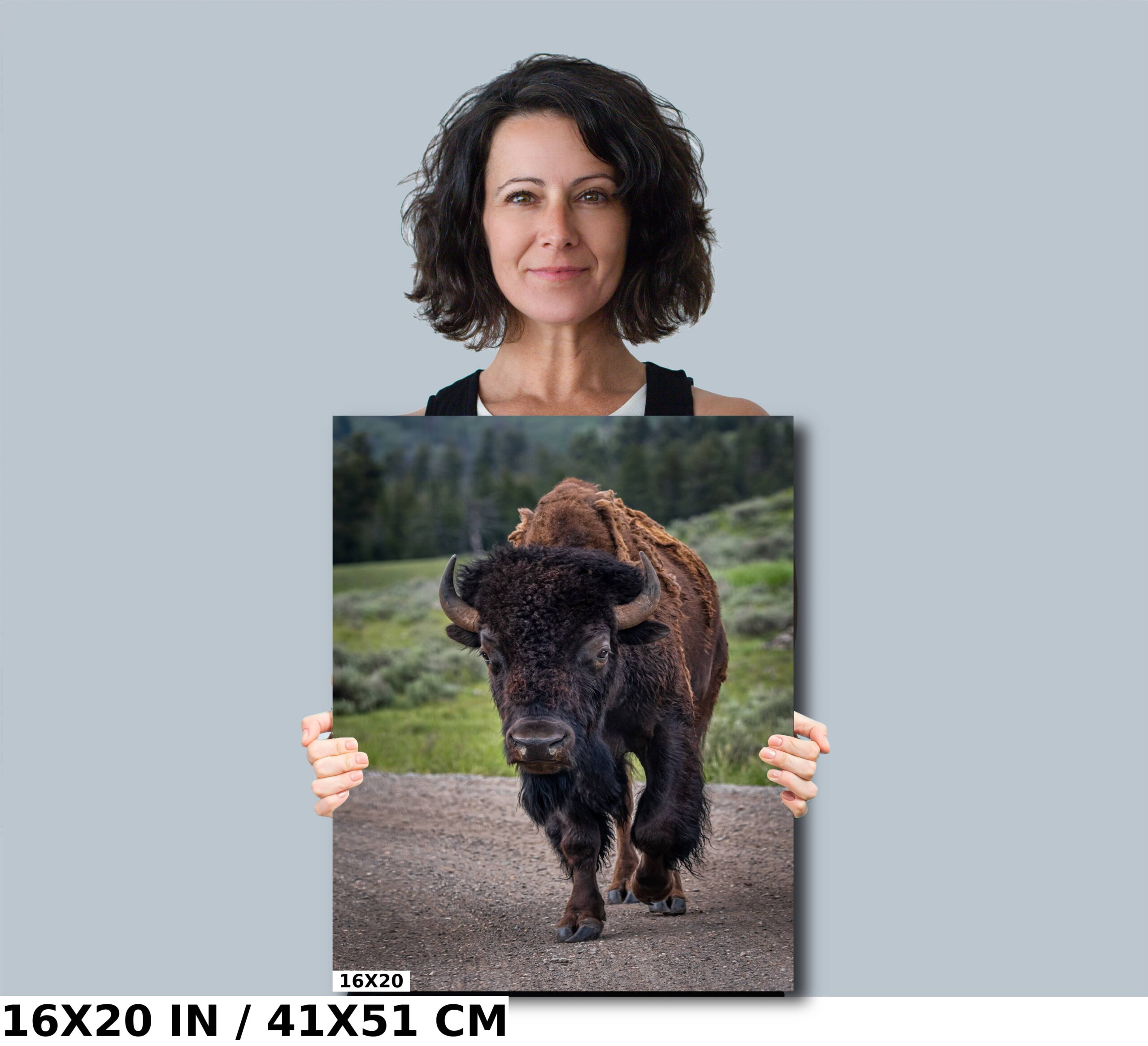 Bison Wonders: Yellowstone Bison Diagram Bison Wonders: Yellowstone Bison Diagram