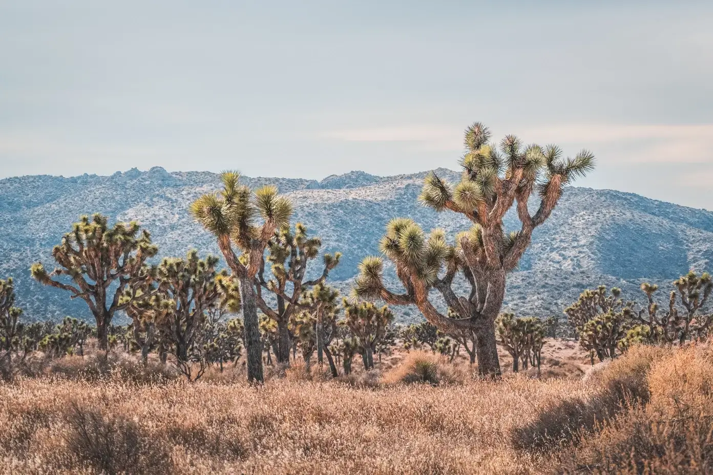 Scale of Wonder: Joshua Trees and Grand Rock Formation