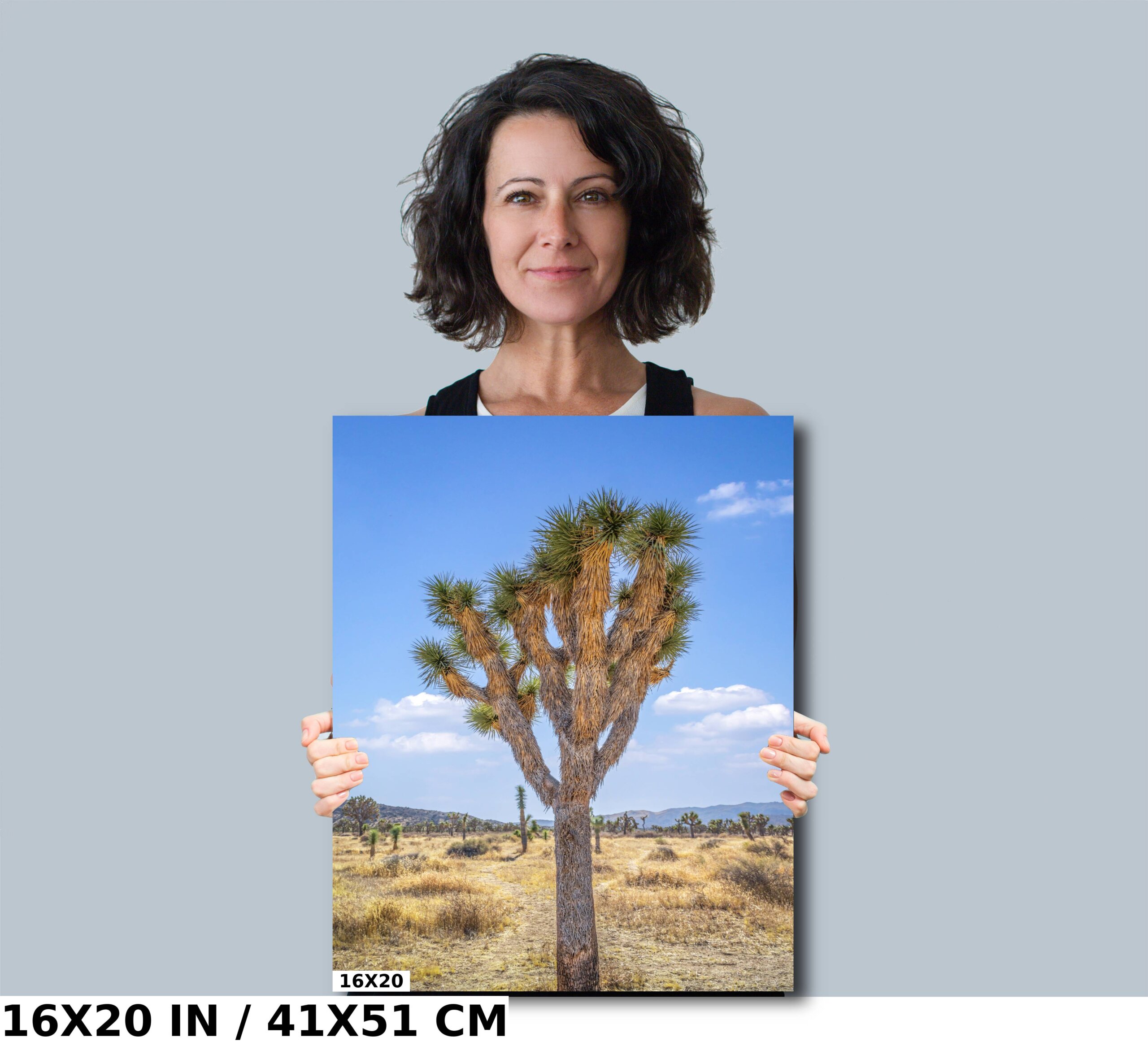 Magic in the Mojave: Joshua Tree National Park Diagram