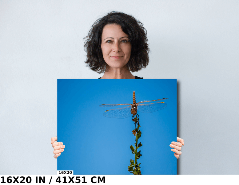 Gleaming Winged Explorer: Wandering Glider at Antelope Island State Park Diagram