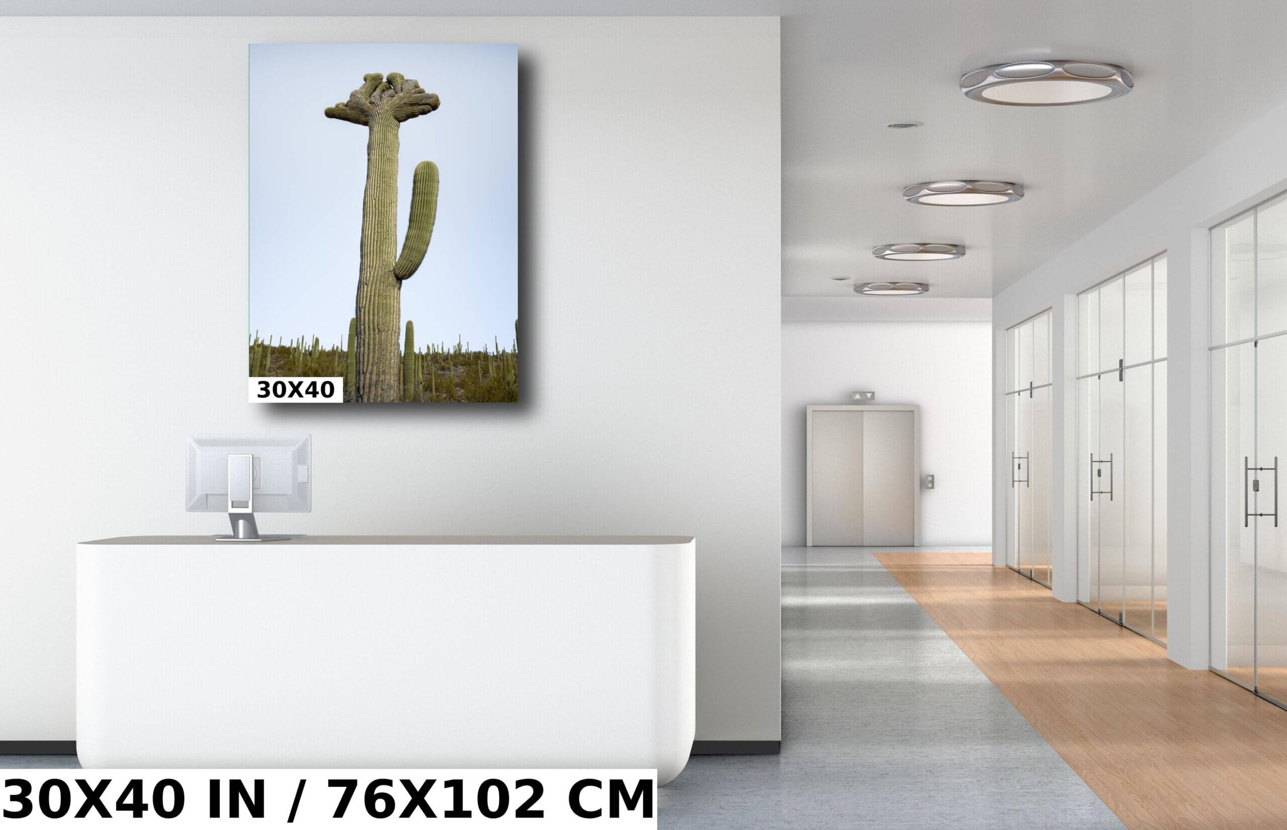 Quirky Crowns: Crested Saguaro Diagram Quirky Crowns: Crested Saguaro Diagram