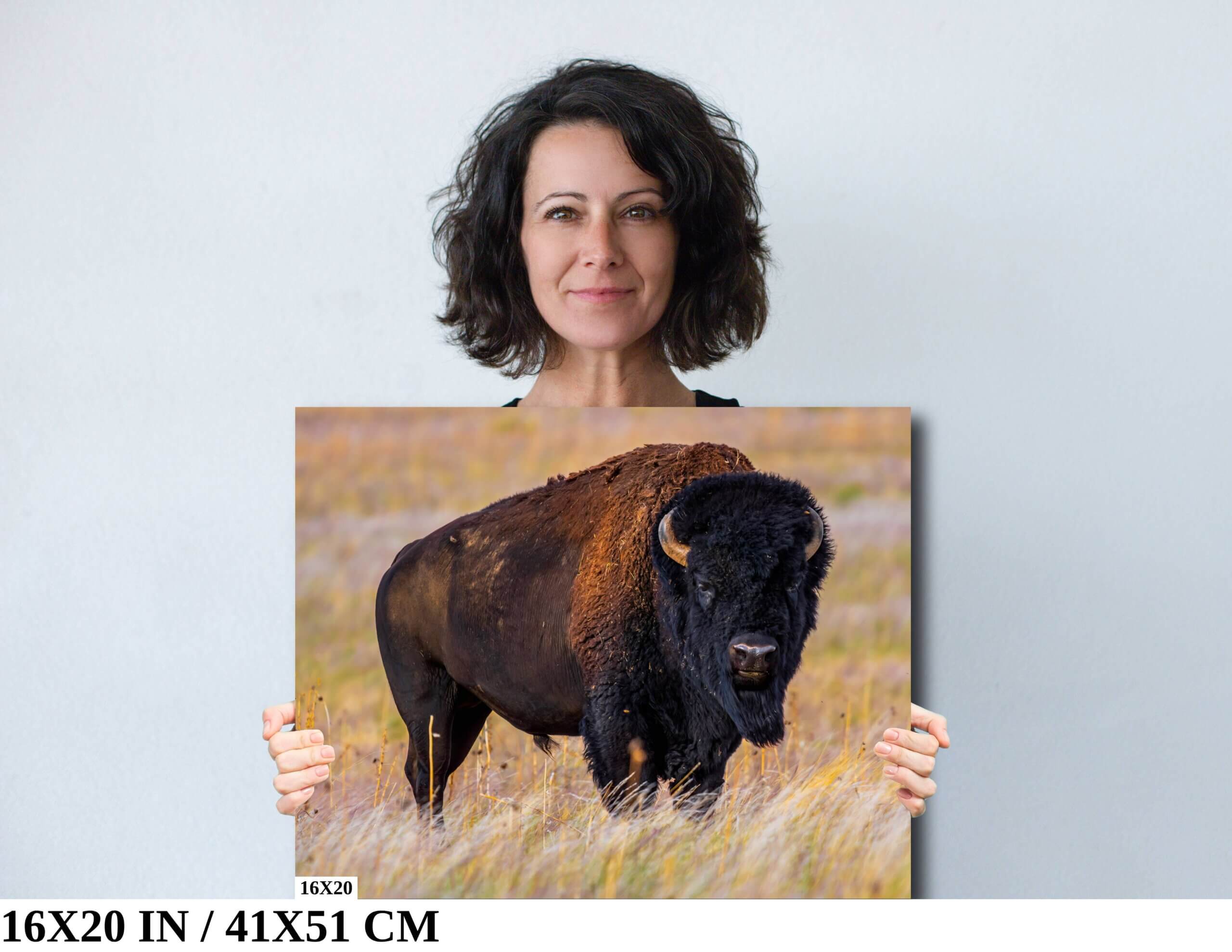 Thundering Hooves: Bison in Antelope Island Diagram