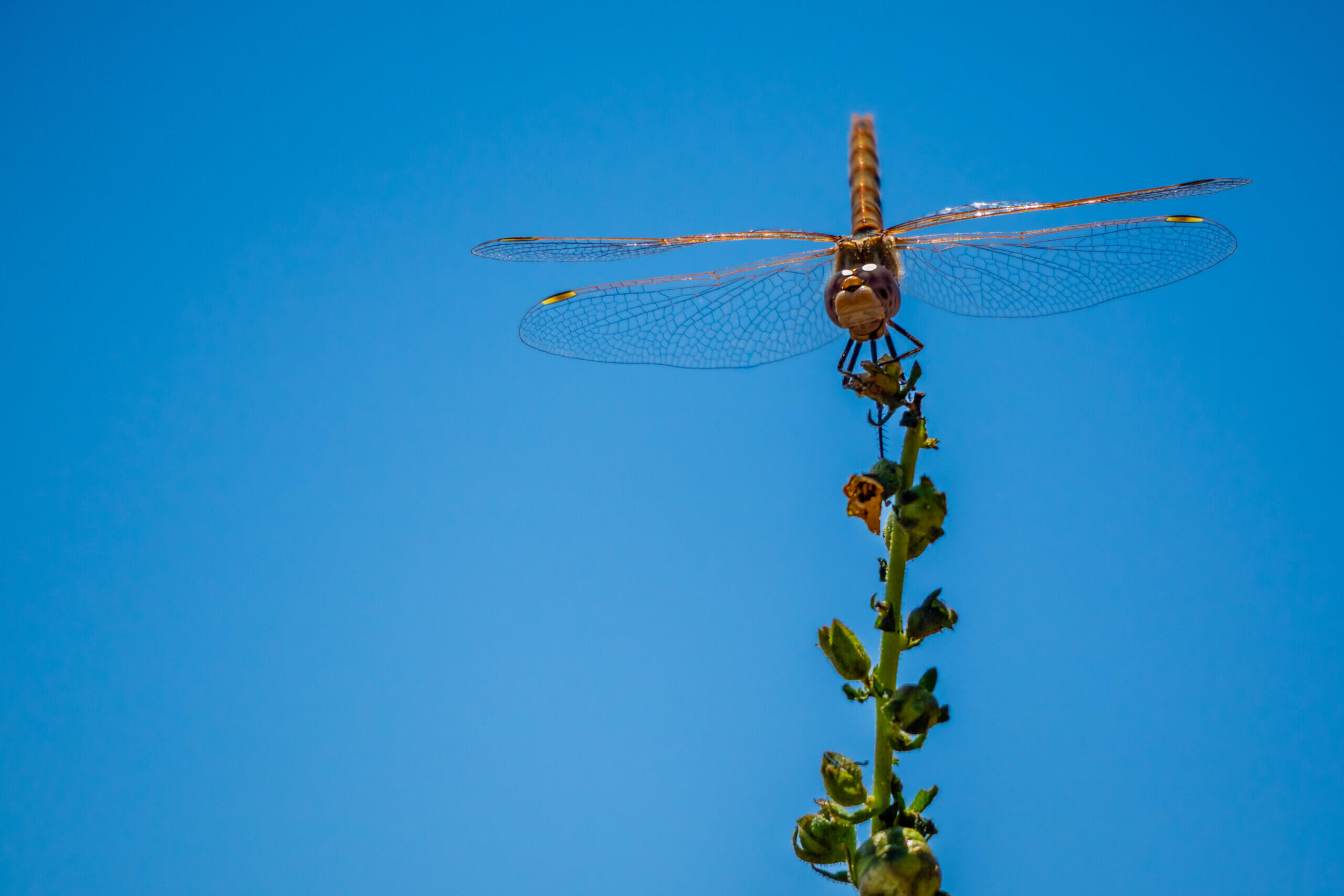 Gleaming Winged Explorer: Wandering Glider at Antelope Island State Park