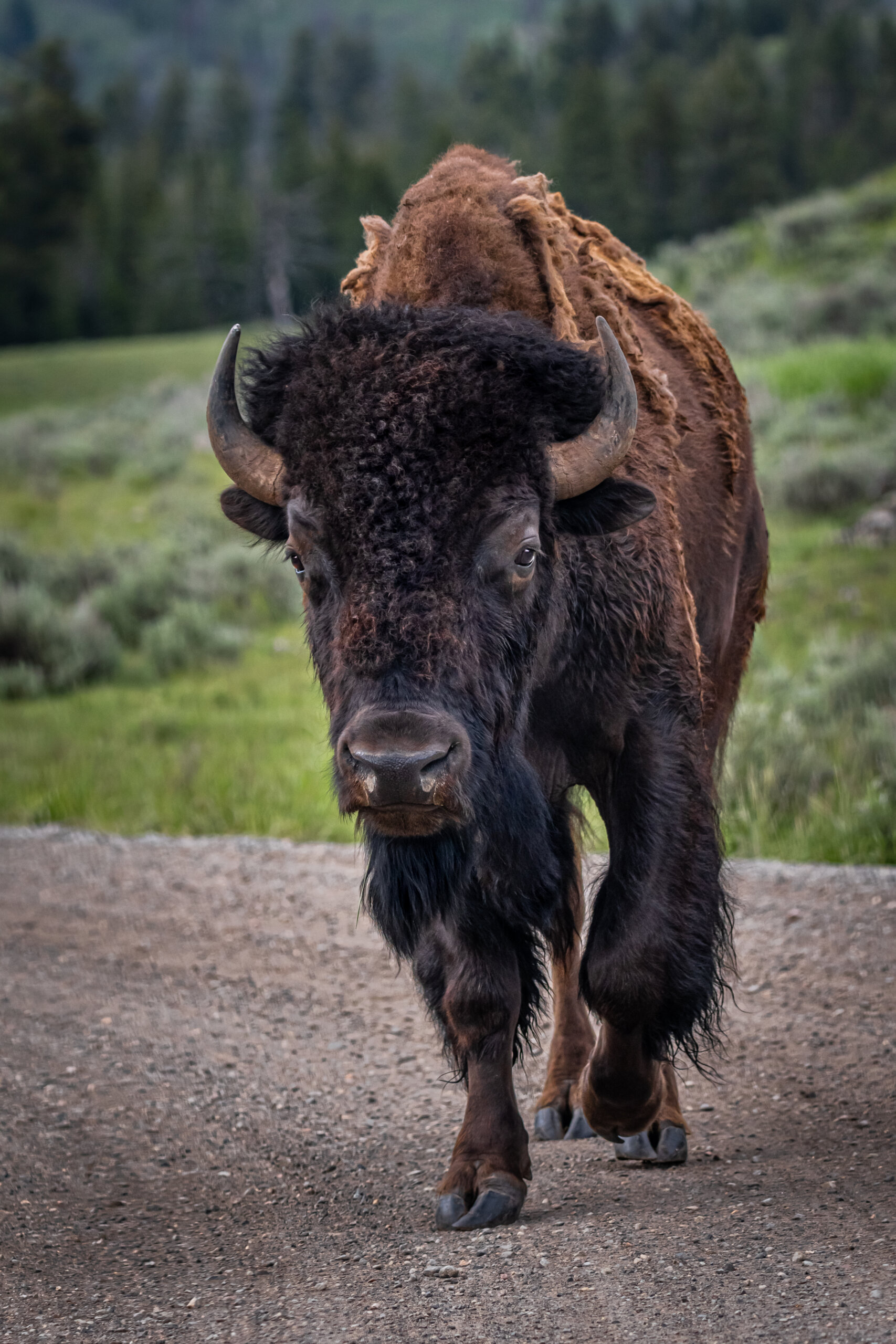 Bison Wonders: Yellowstone Bison Bison Wonders: Yellowstone Bison