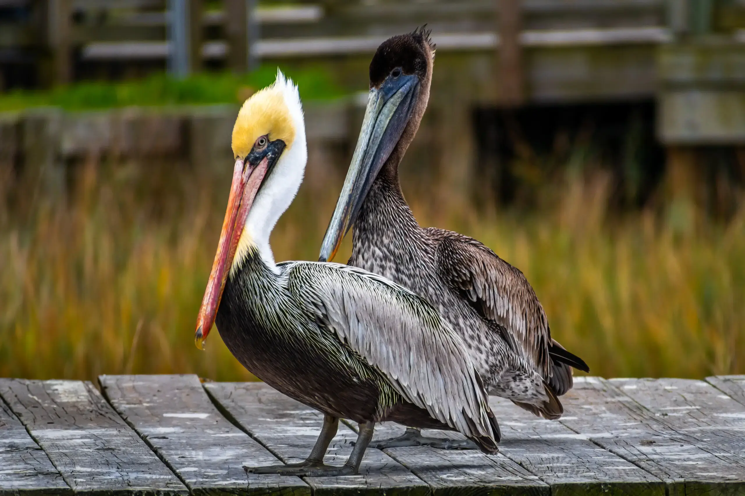 Brown Pelican Pair Story
