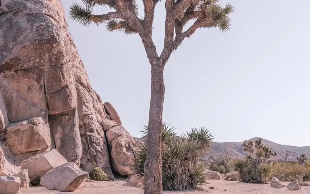 Desert Titans: Joshua Tree Rock Formation