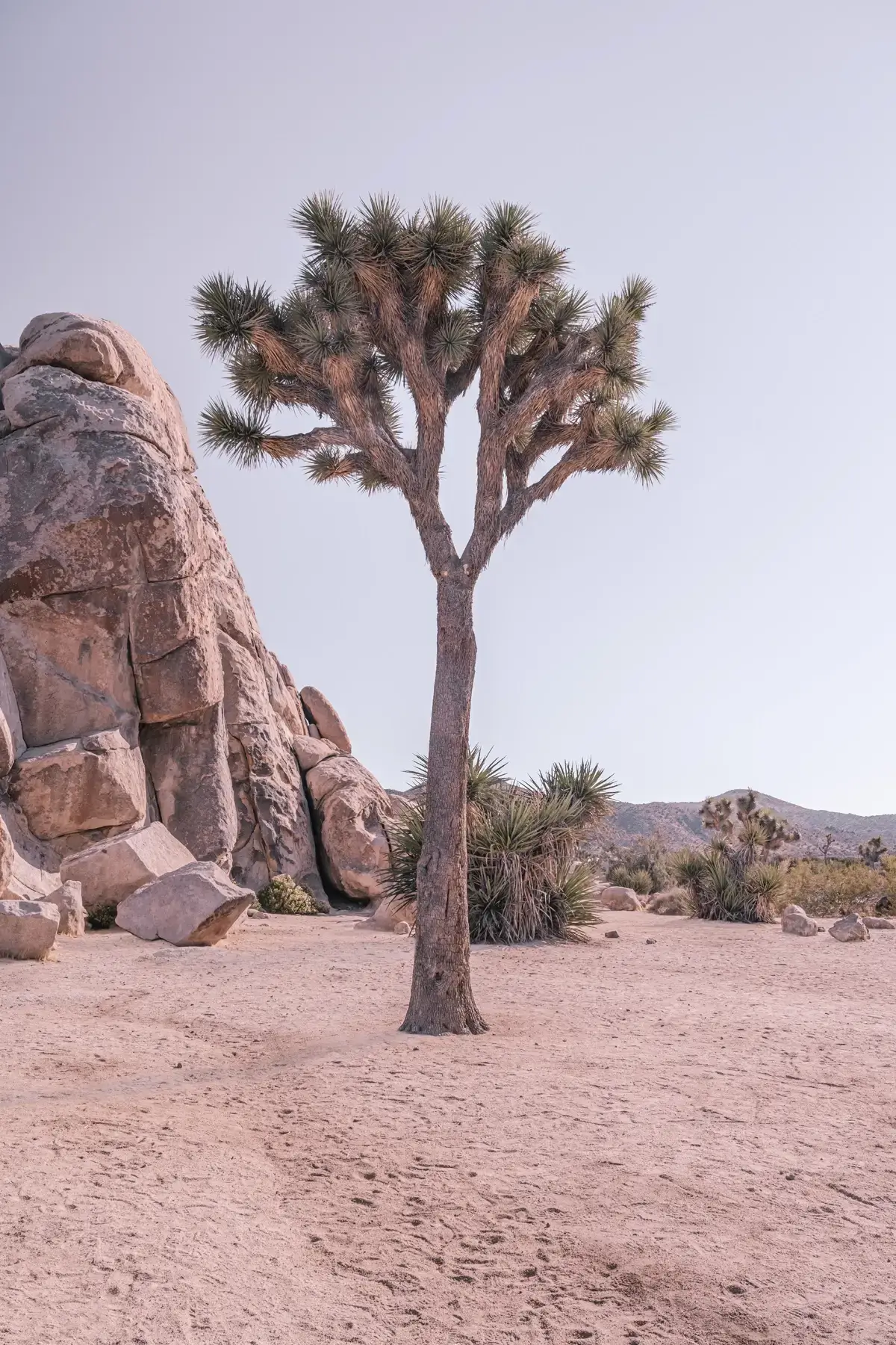 Desert Titans: Joshua Tree Rock Formation Desert Titans: Joshua Tree Rock Formation