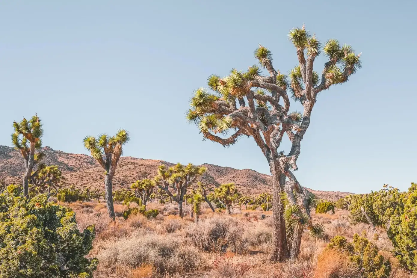 joshua-tree-national-park Joshua Tree National Park