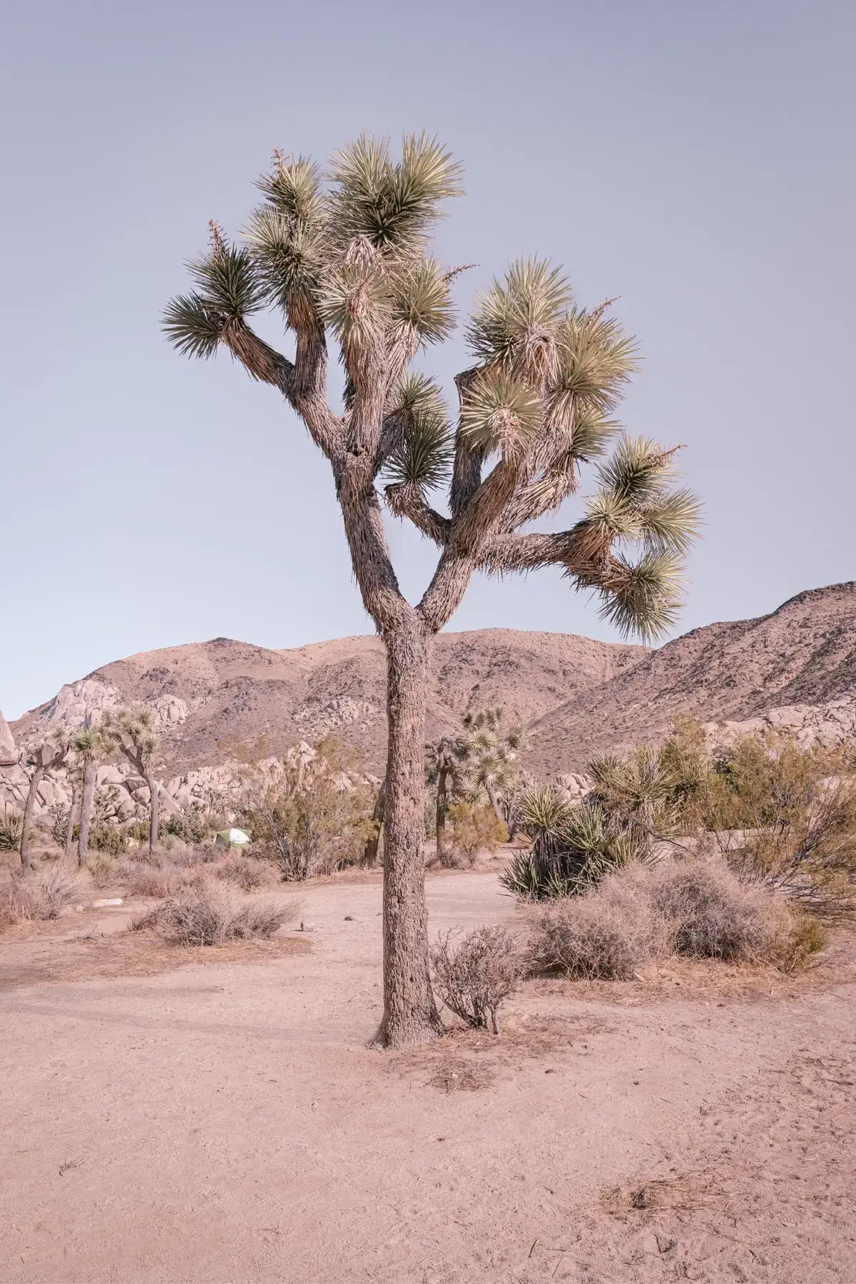 Pastel Joshua Tree: Joshua Tree National Park