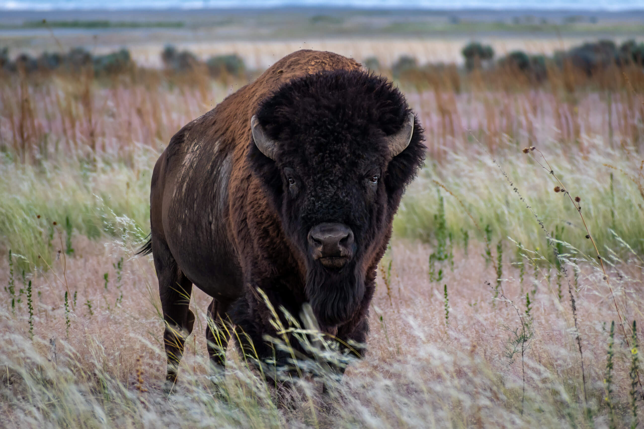 The American Buffalo, Majestic Grassland Giant: Bison in Antelope Island State Park The American Buffalo, Majestic Grassland Giant: Bison in Antelope Island State Park