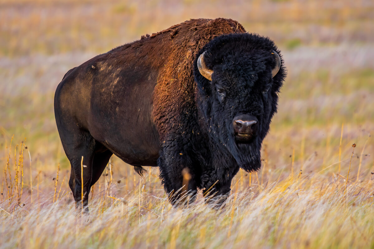 Thundering Hooves: Bison in Antelope Island