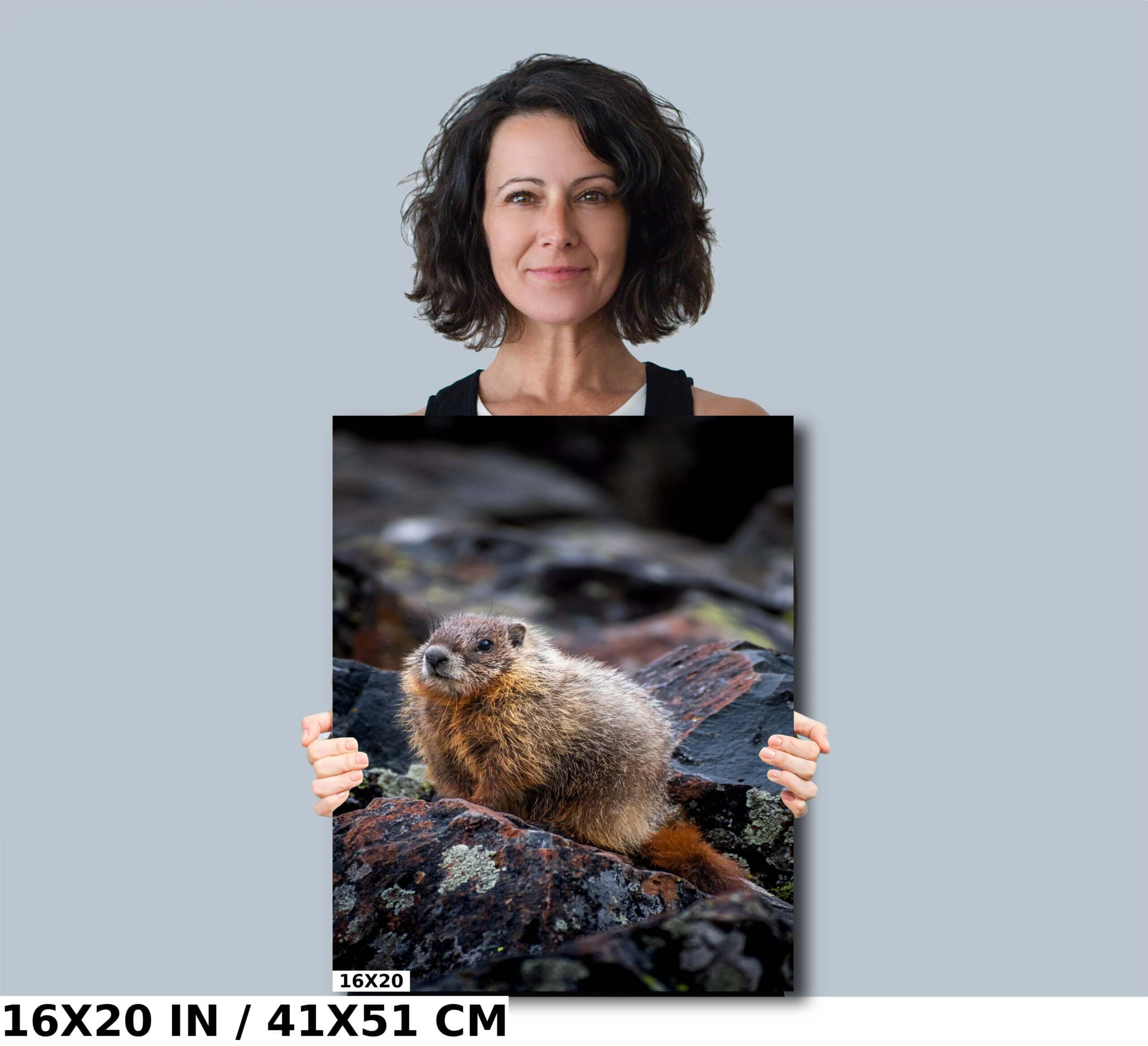 High Altitude Heralds: Marmot of Yellowstone National Park Diagram