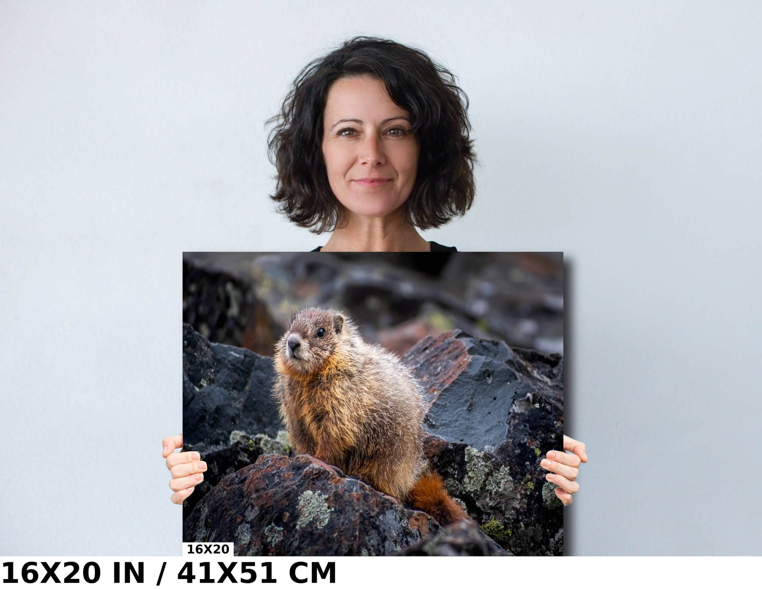 Rocky Refuge: Marmot of Yellowstone National Park Diagram