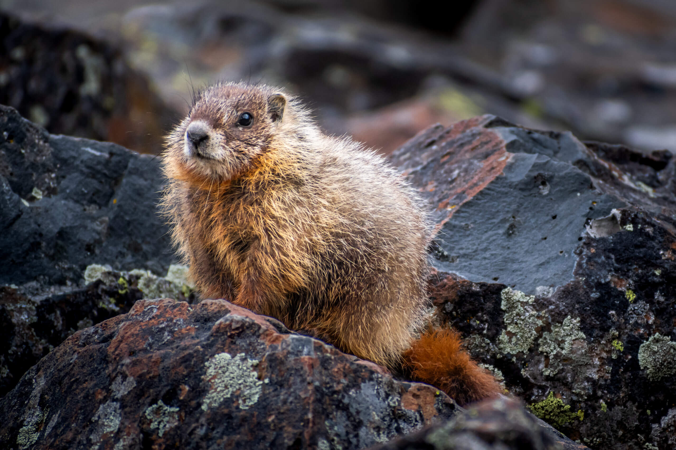 High Altitude Heralds: Marmot of Yellowstone National Park