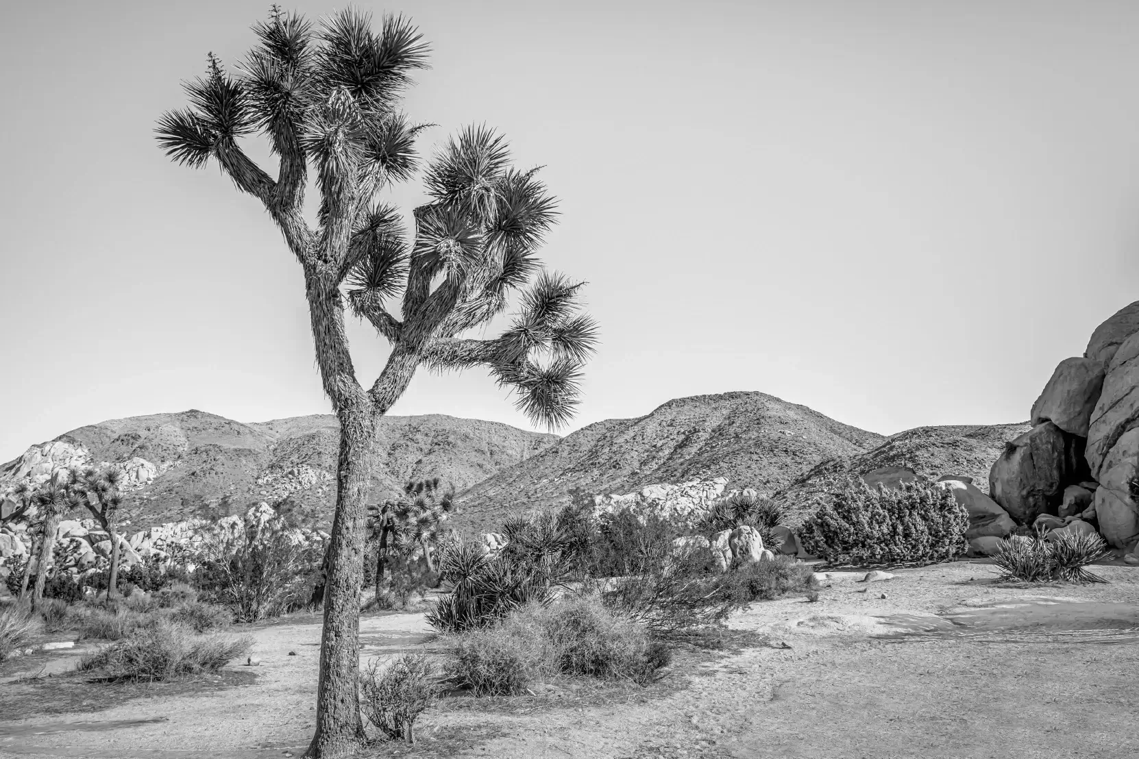 Guardians of Time: Joshua Tree National Park Guardians of Time: Joshua Tree National Park