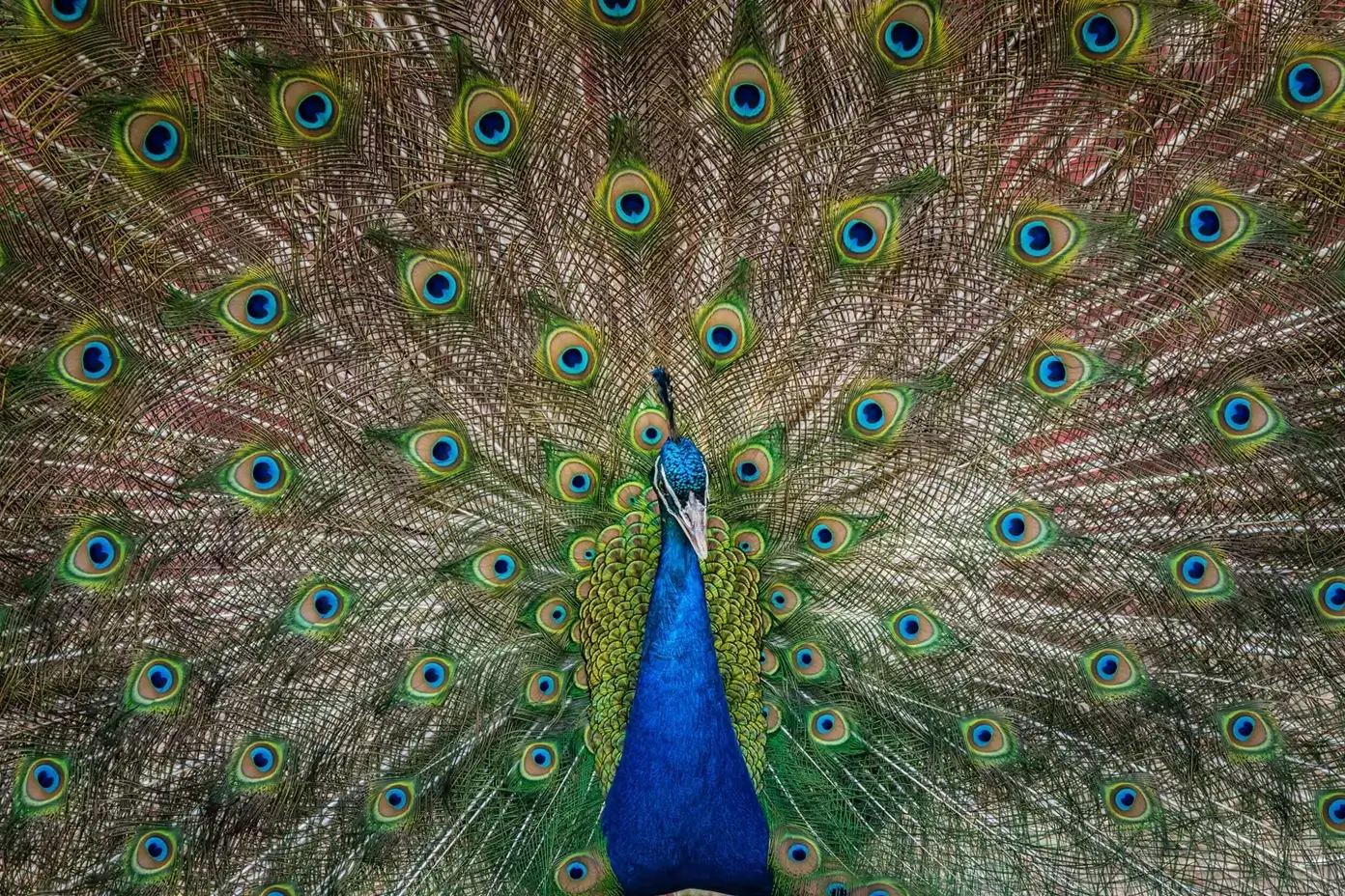 Plumage Perfection: Open Tail of a Male Peacock