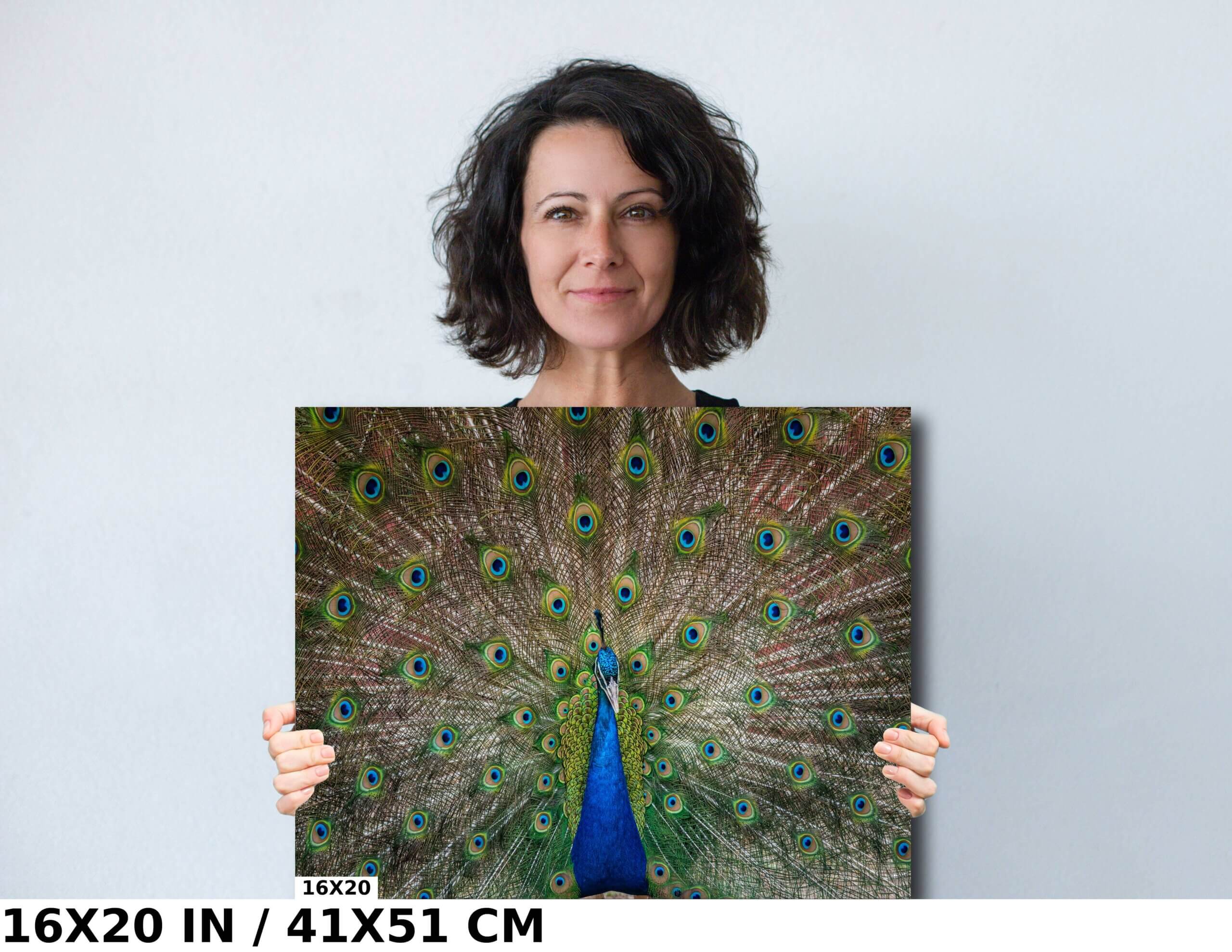 Plumage Perfection: Open Tail of a Male Peacock Diagram