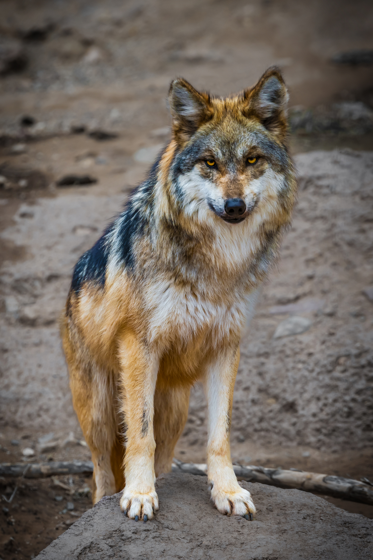 You Look Delicious: A Mexican Wolf’s Piercing Stare