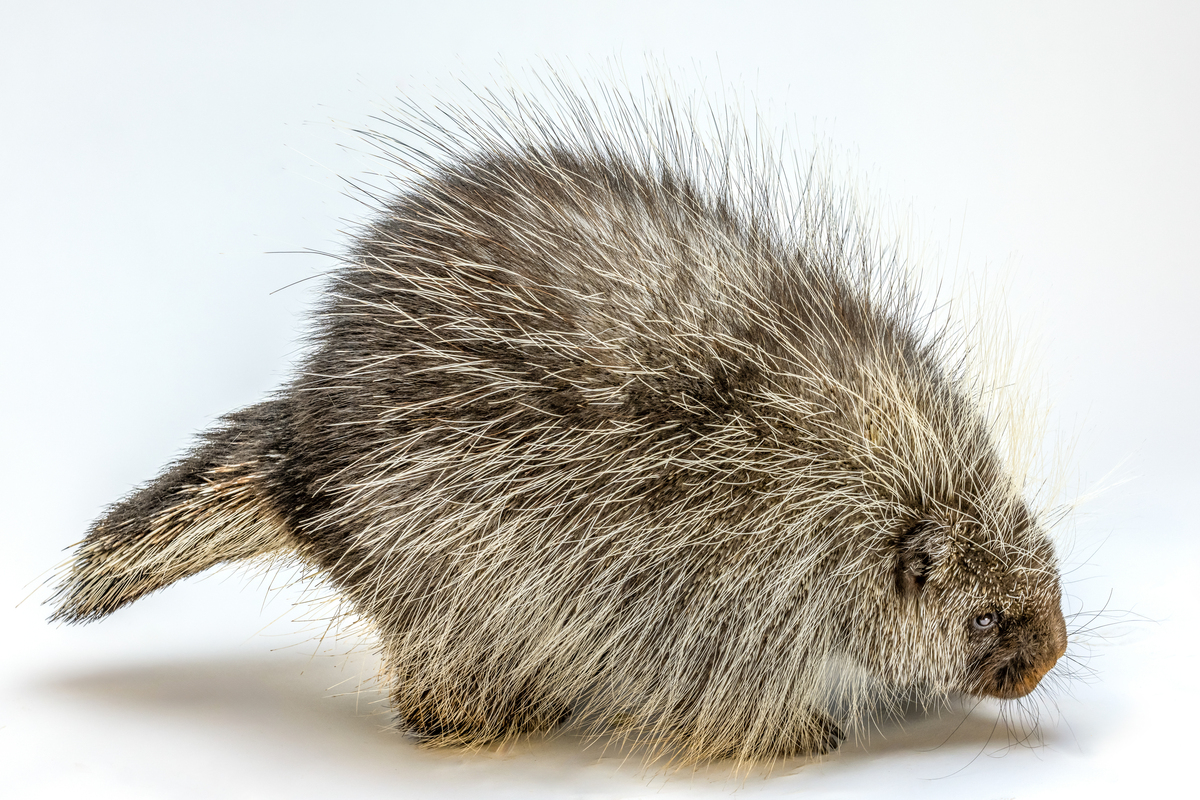 Pure Prickles: Porcupine in a White Space