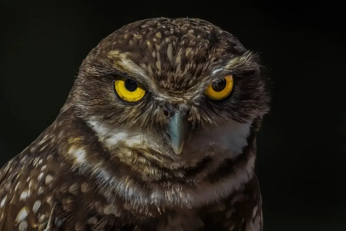 AZ-ASDM-BurrowingOwl-DSC_6356-Enhanced-SR_Topaz Burrowing Owl