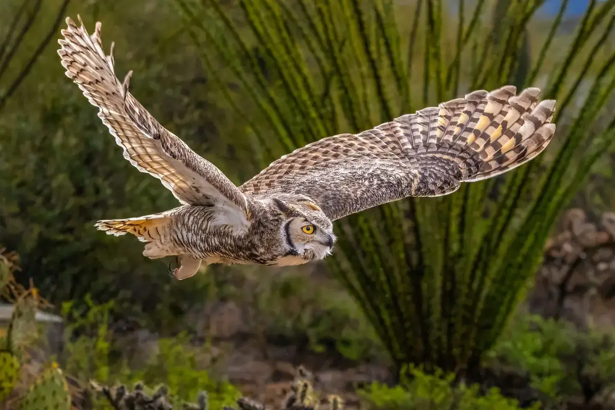 Great Horned Owl