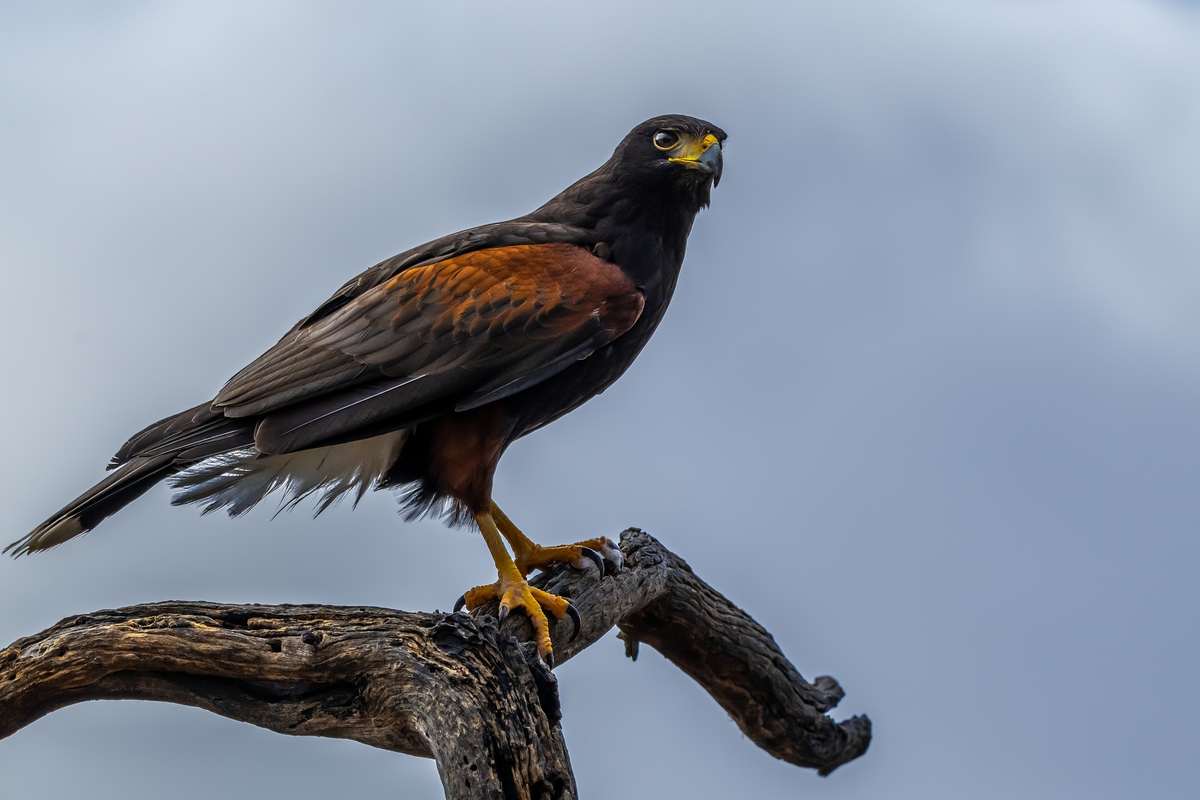 Branch Bound: Harris’s Hawk at Rest on Branch