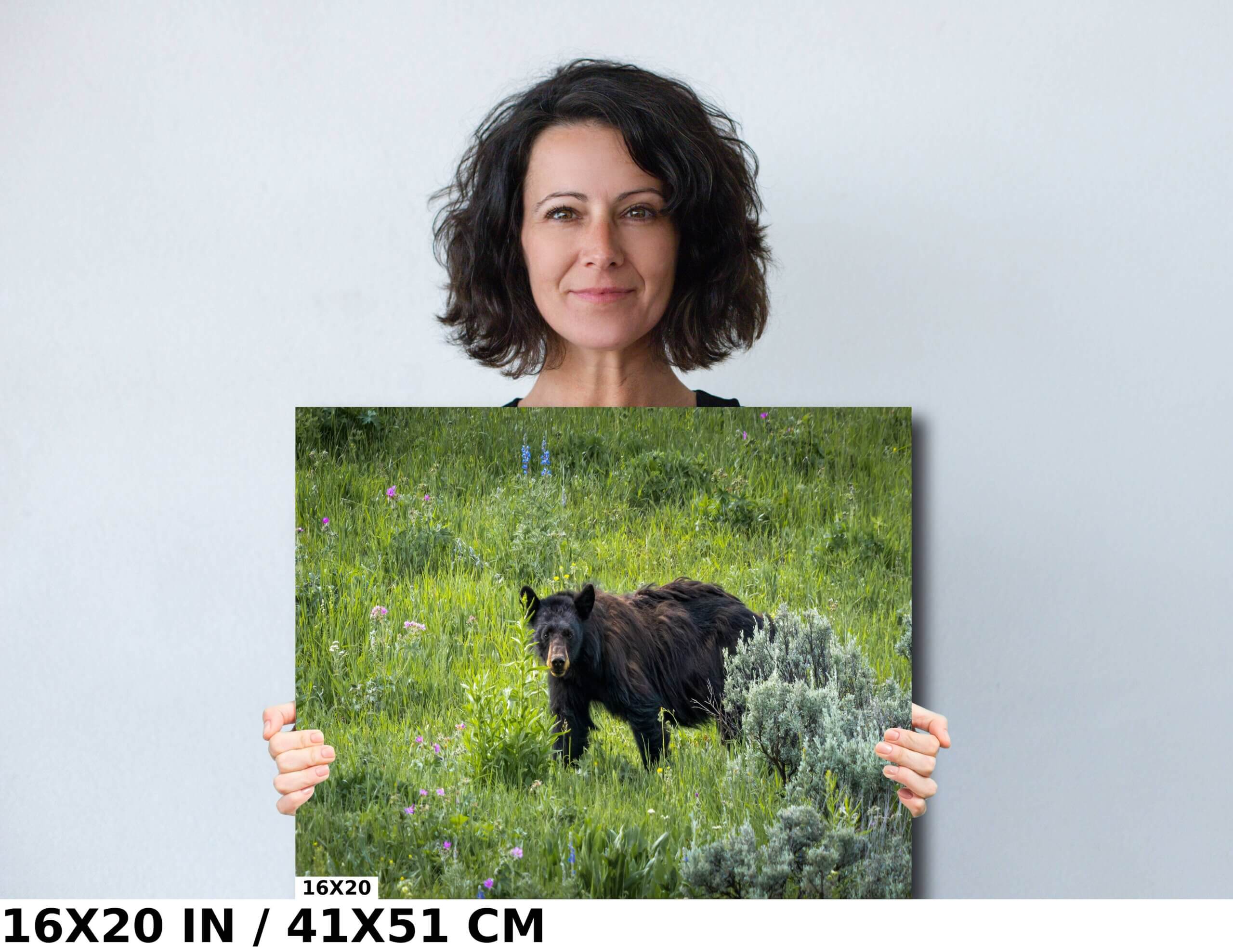 Wild Wonder: Capturing a Black Bear in Yellowstone Diagram
