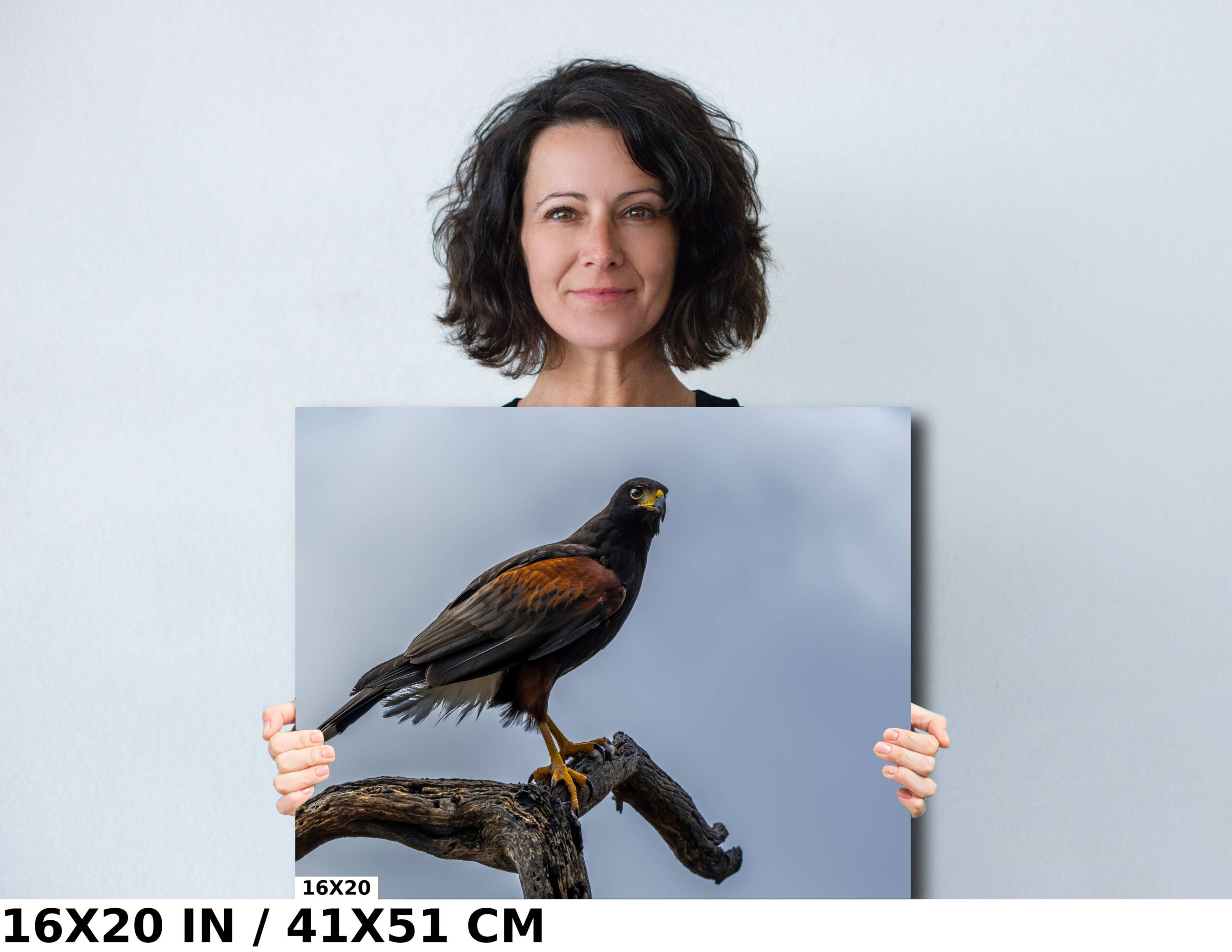 Branch Bound: Harris’s Hawk at Rest on Branch Diagram