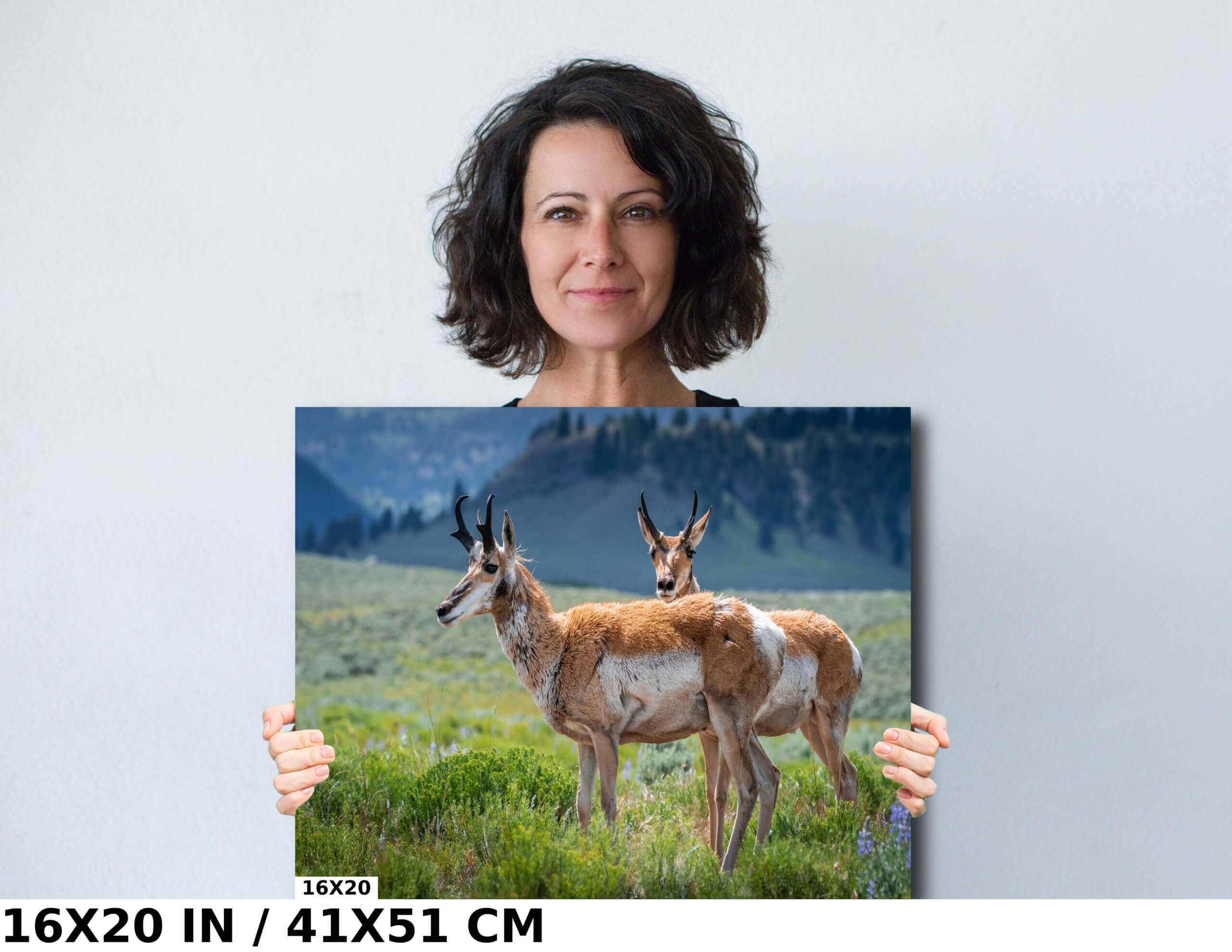 Pronghorns Pair: Twin Pronghorn in Yellowstone Diagram