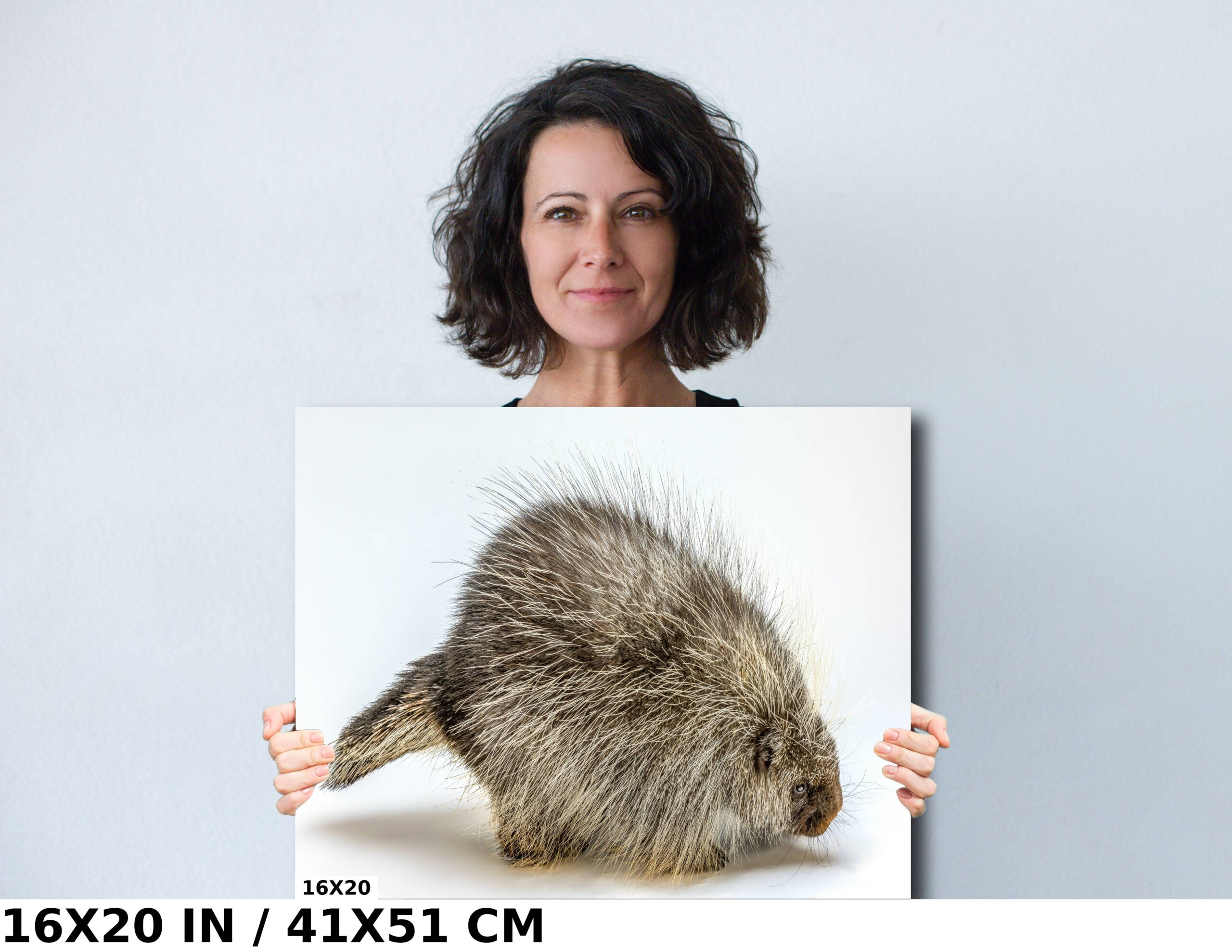 Pure Prickles: Porcupine in a White Space Diagram