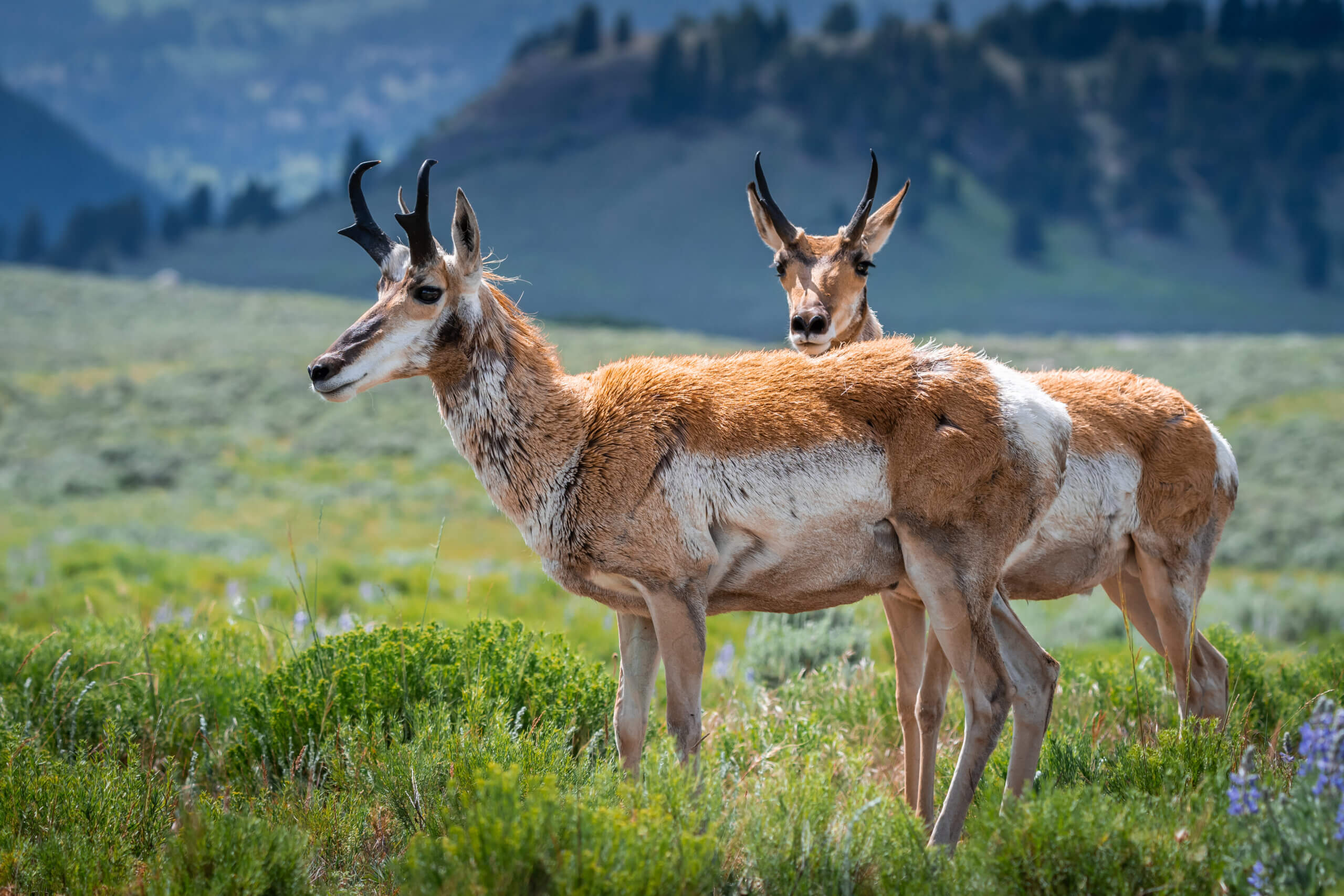 Pronghorns Pair: Twin Pronghorn in Yellowstone