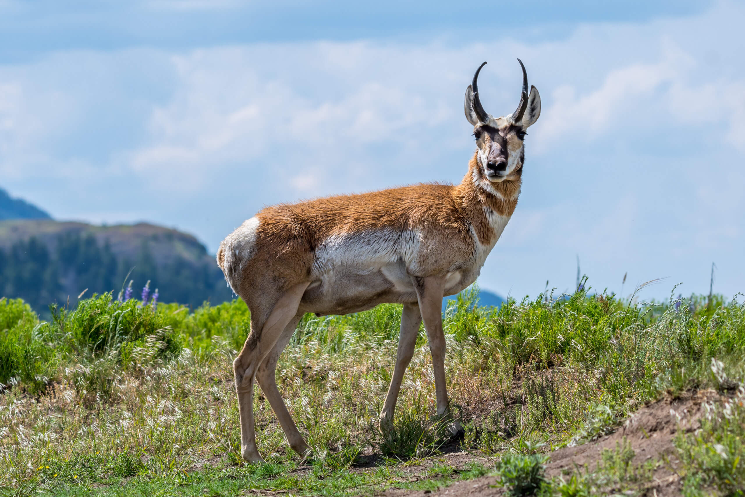 Pronghorn Pioneers: Exploring Yellowstone’s Vast Grasslands Pronghorn Pioneers: Exploring Yellowstone’s Vast Grasslands