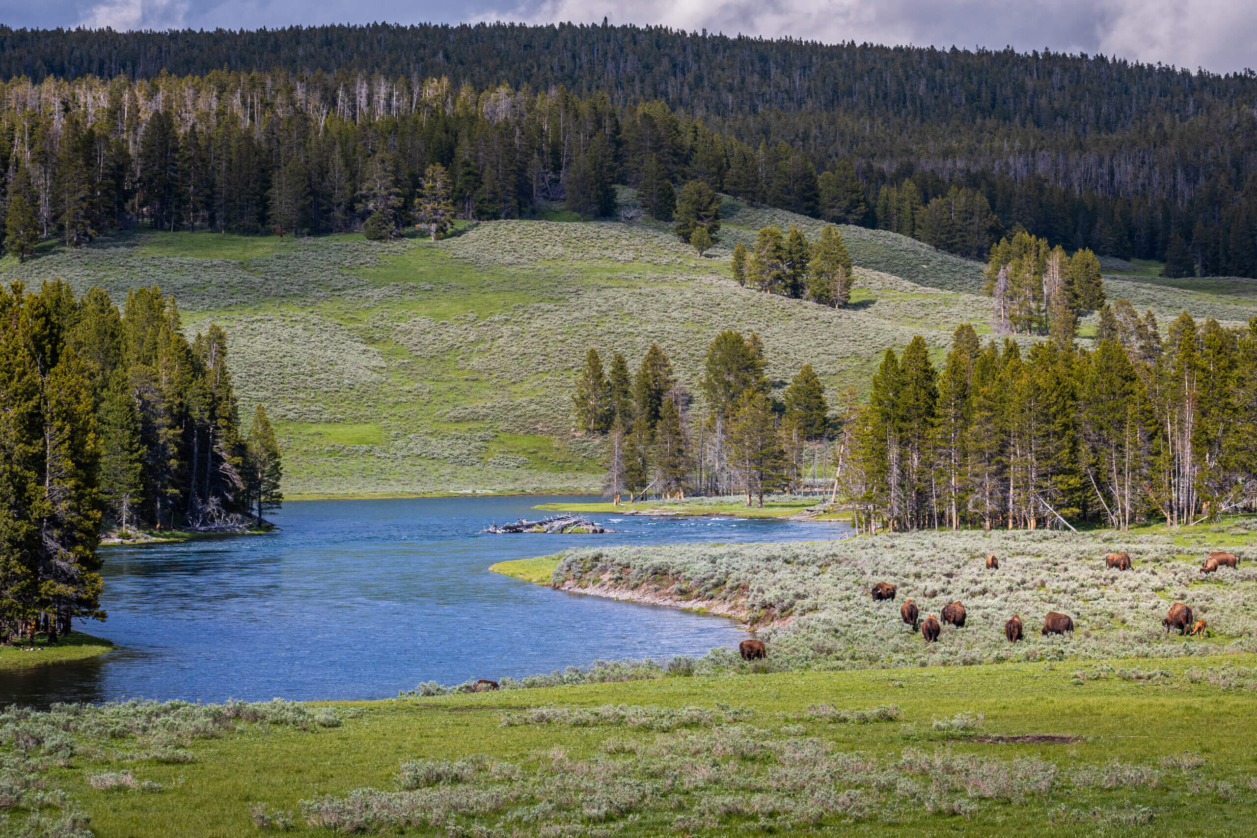 Valley of Wonders: Exploring Hayden Valley in Yellowstone