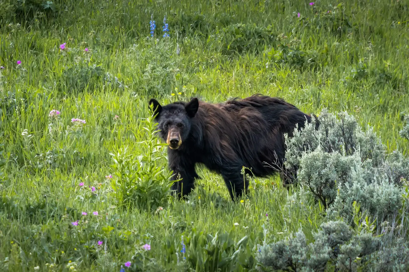 Wild Wonder: Capturing a Black Bear in Yellowstone